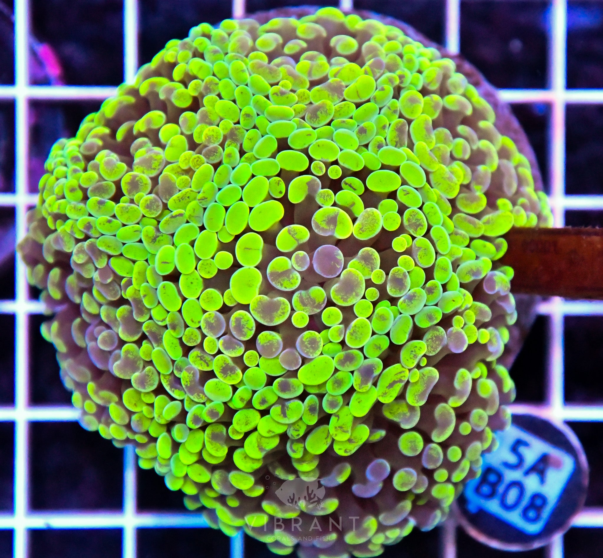 Hammer Branching INDO