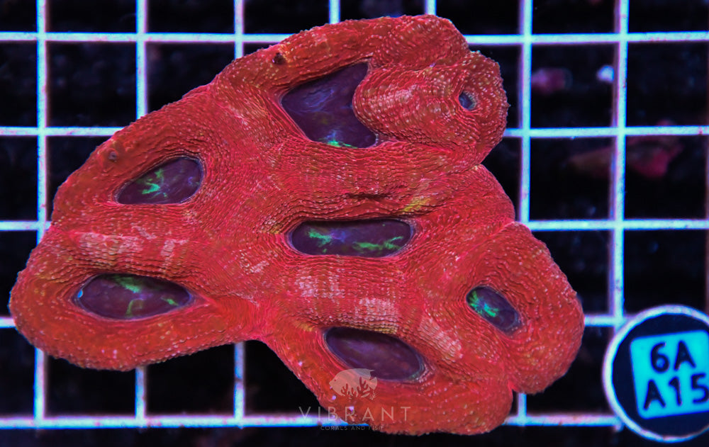 Acan Bower AUS