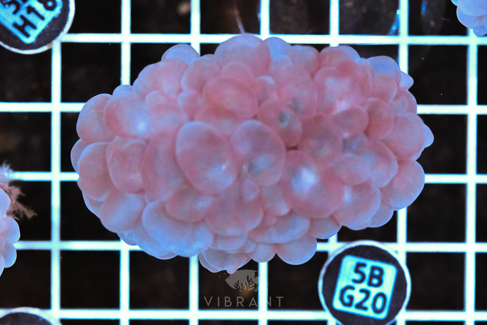 Bubble Coral AUS