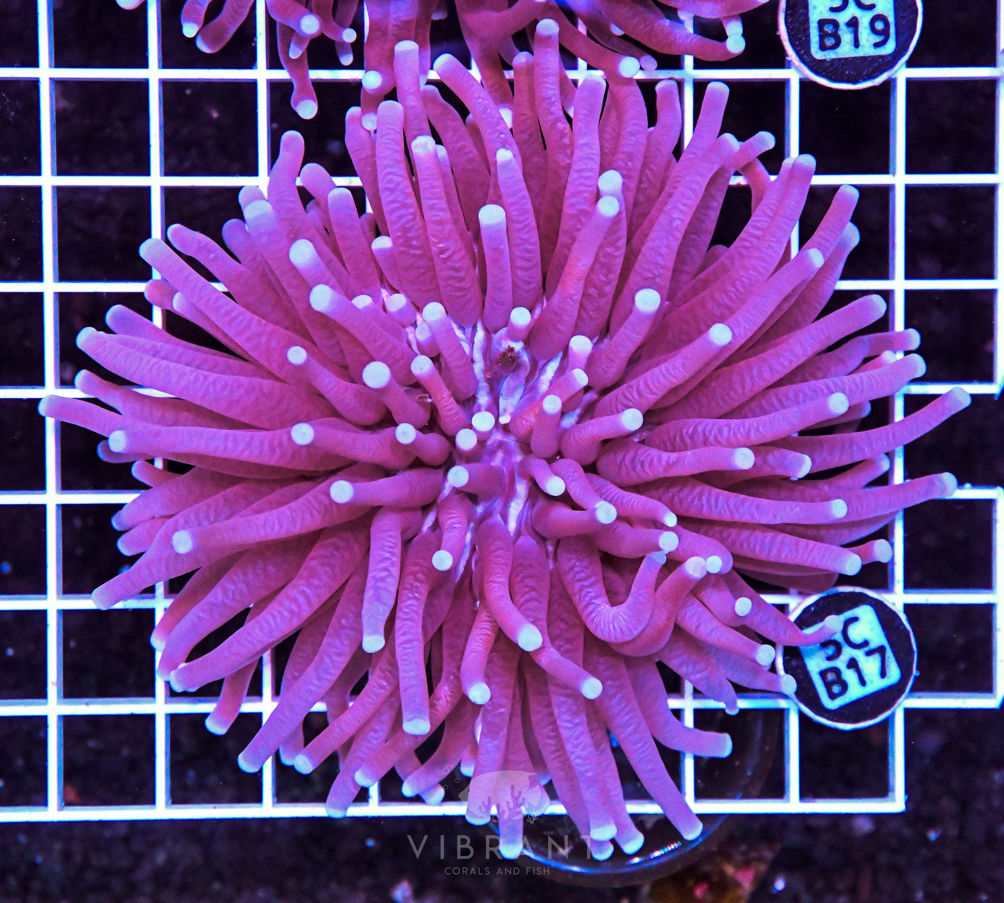 Heliofungia AUS