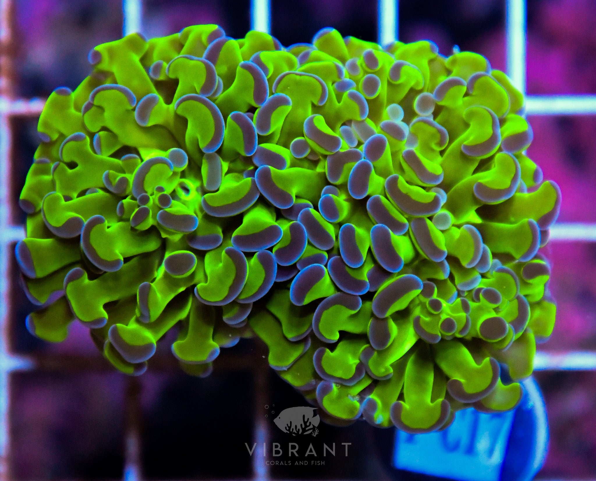 Hammer Branching XL AQUACULTURED
