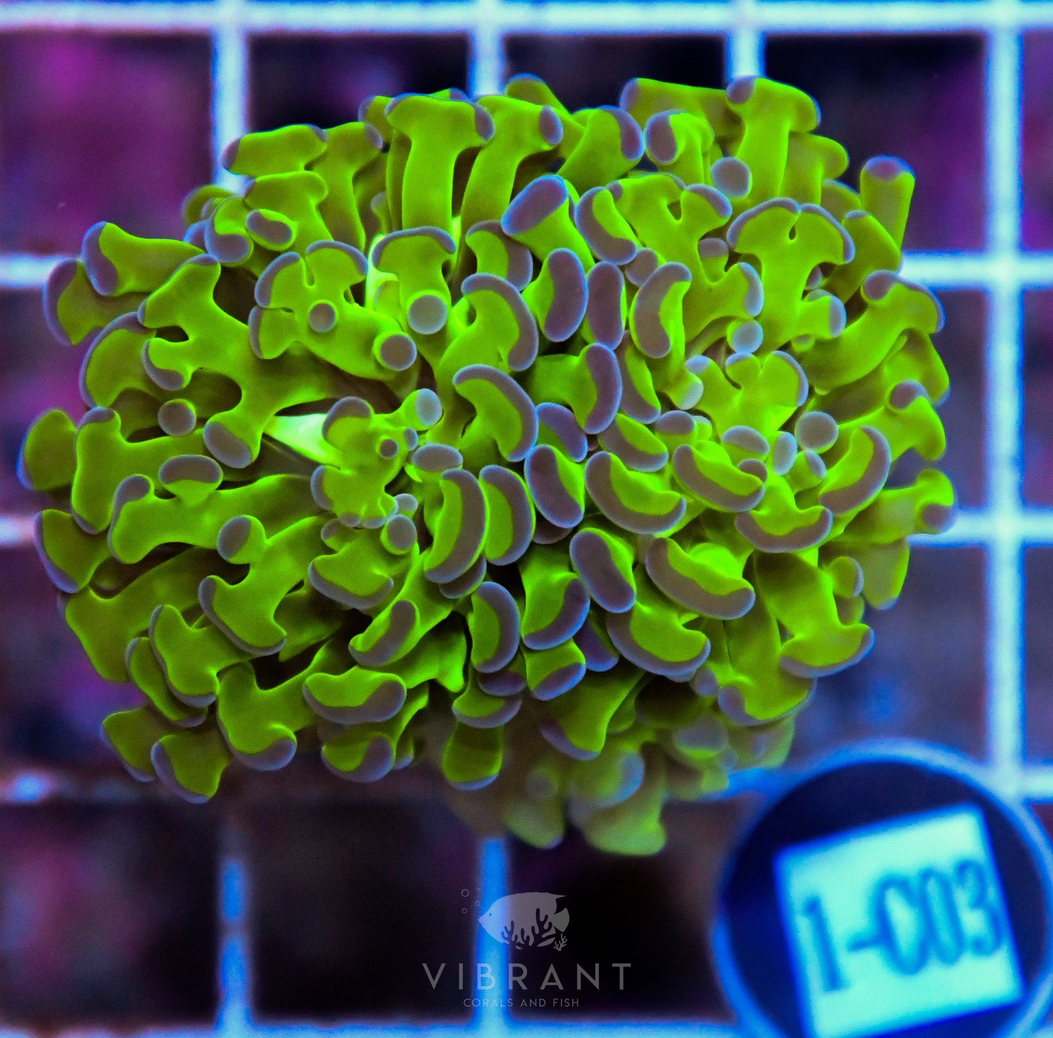 Hammer Branching XL AQUACULTURED