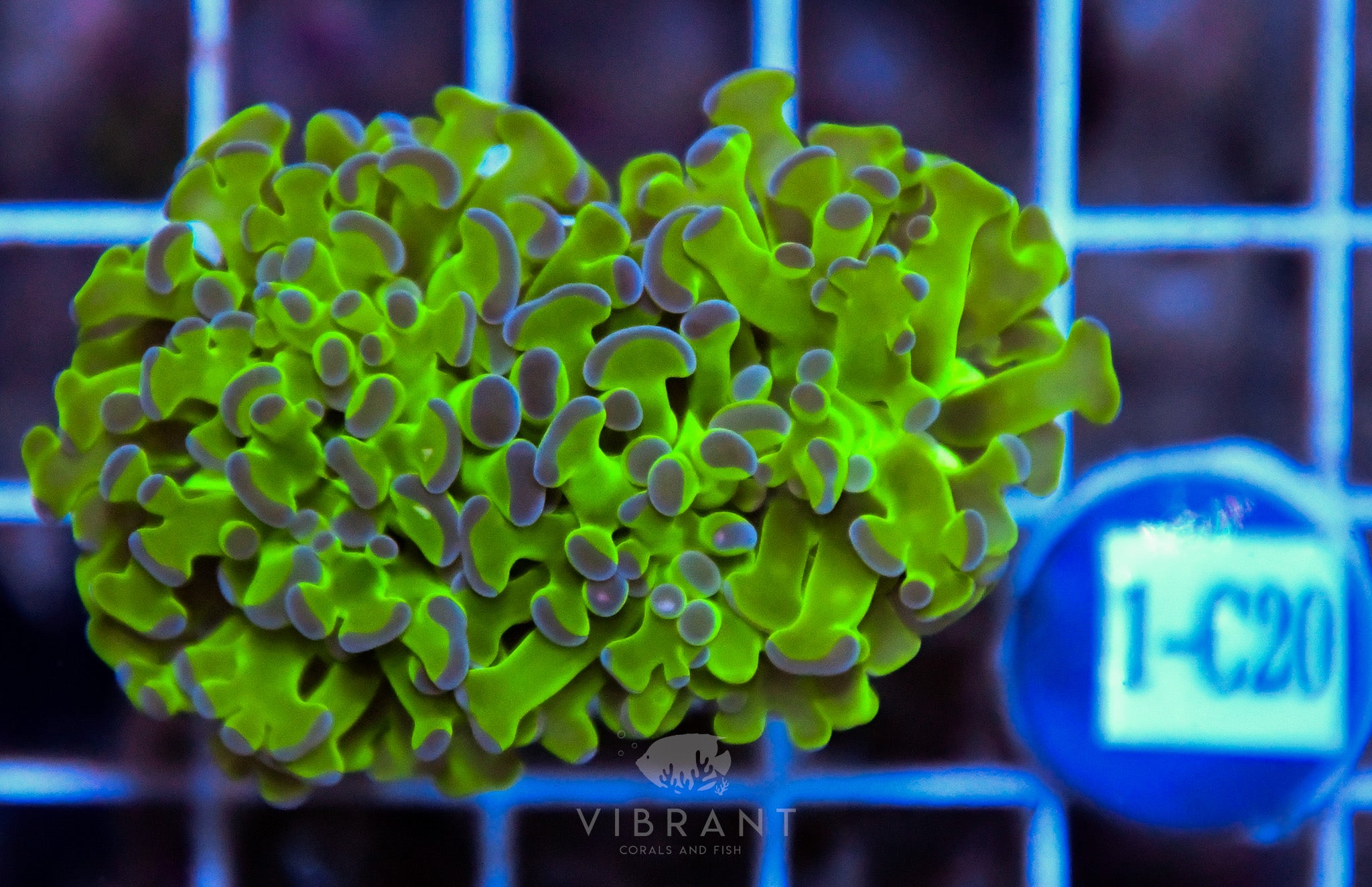 Hammer Branching XL AQUACULTURED