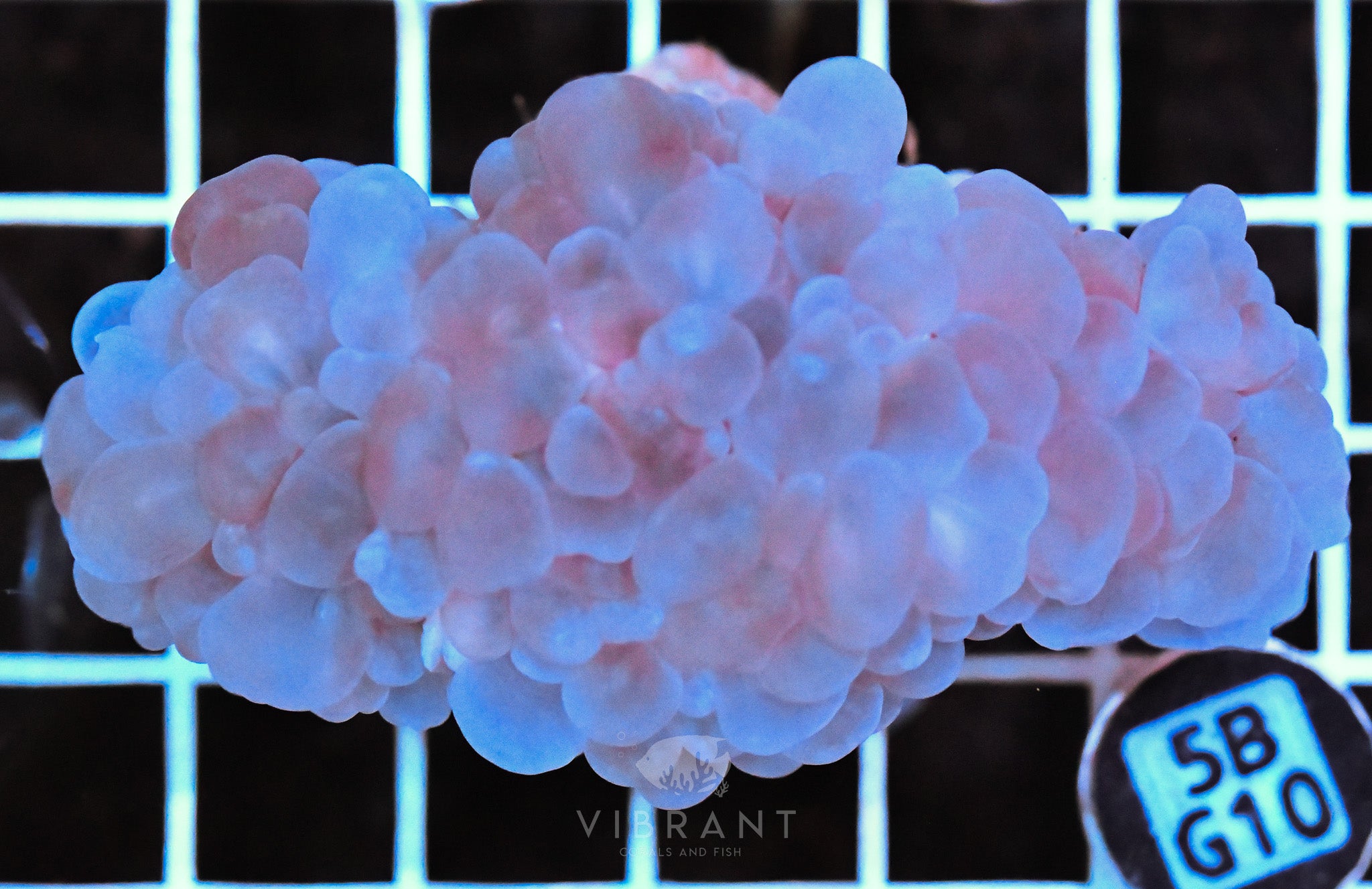 Bubble Coral AUS