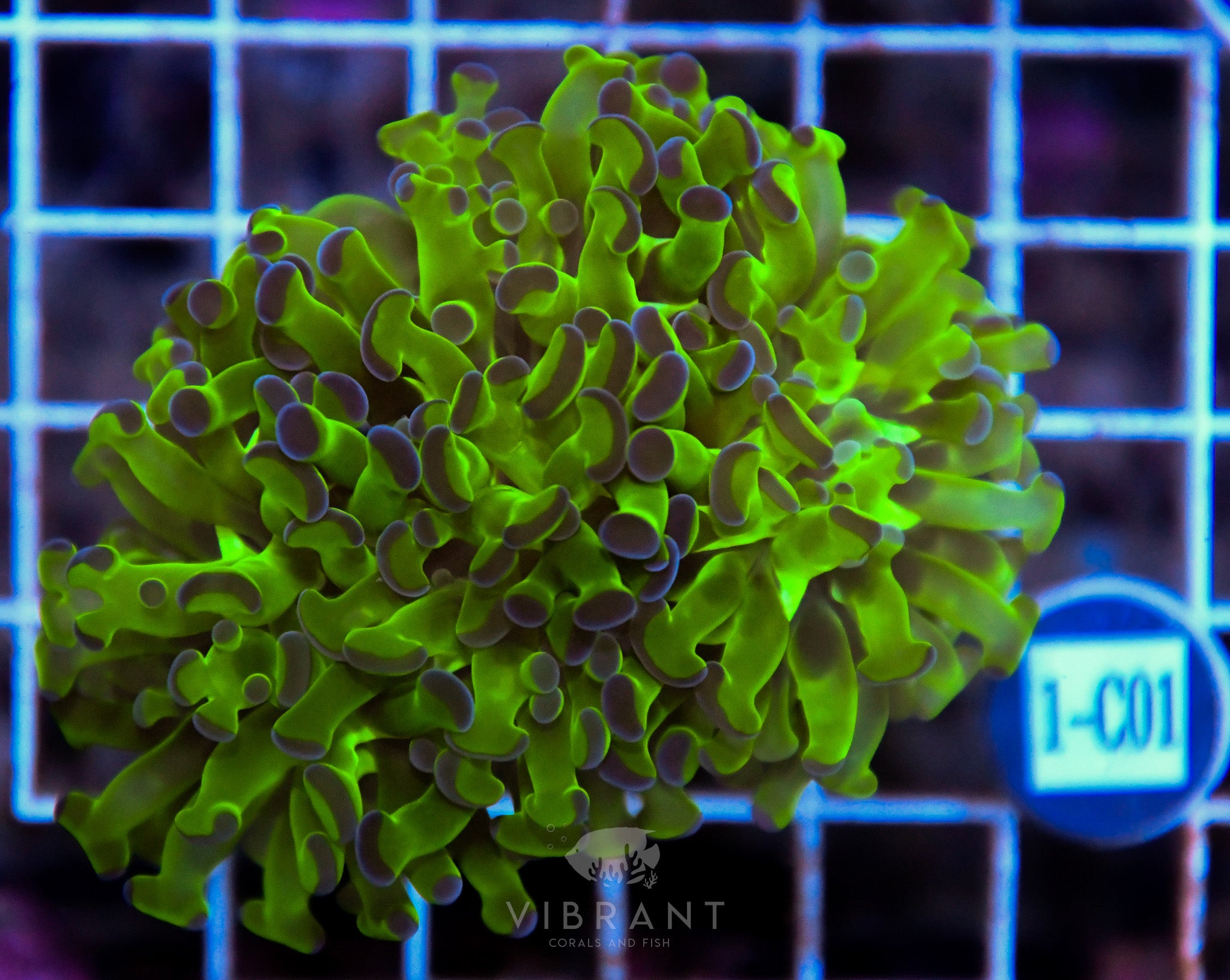 Hammer Branching XL AQUACULTURED