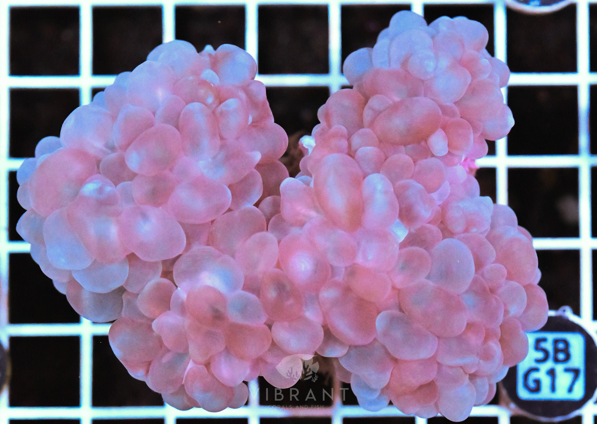 Bubble Coral AUS