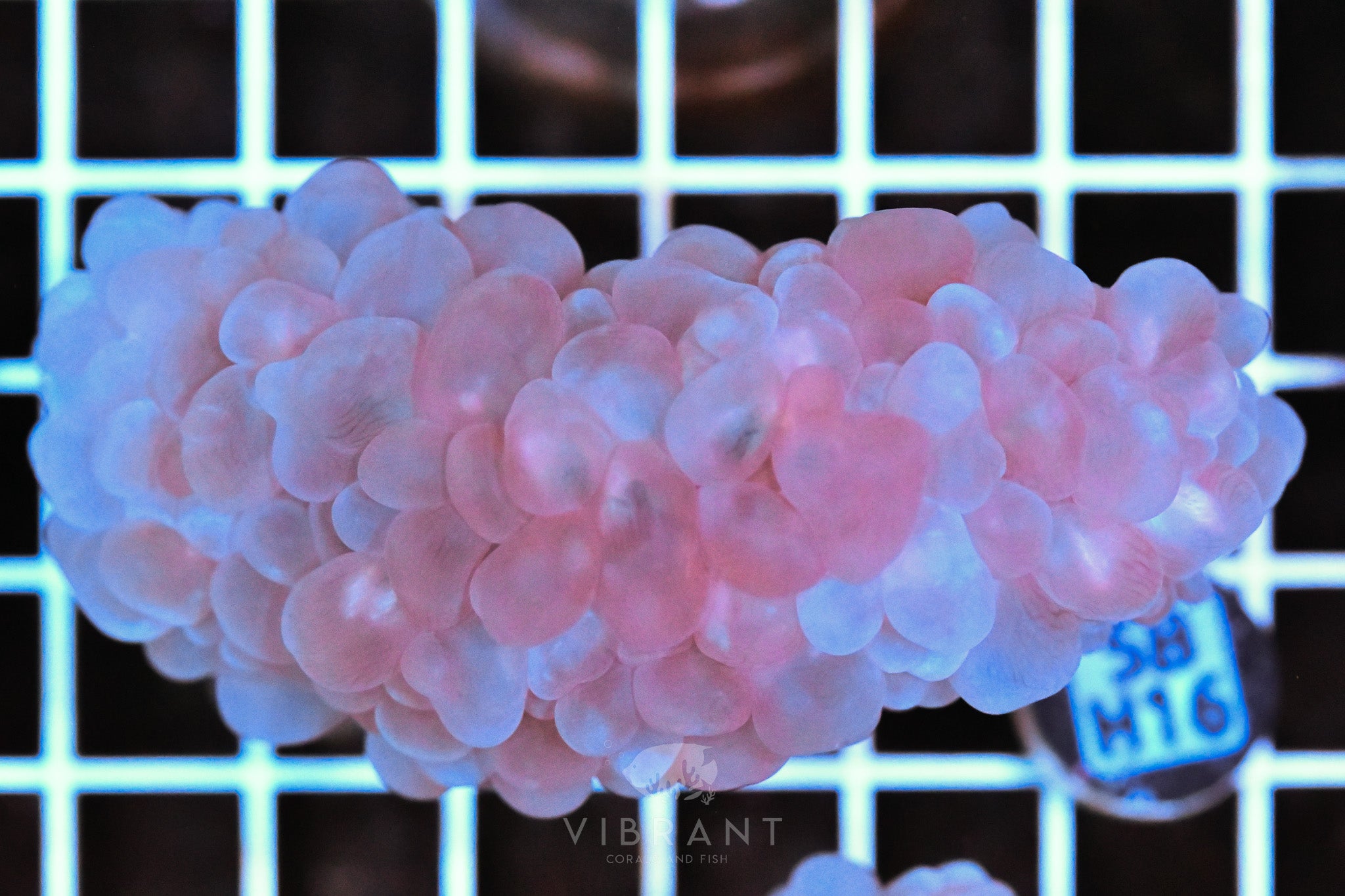 Bubble Coral AUS