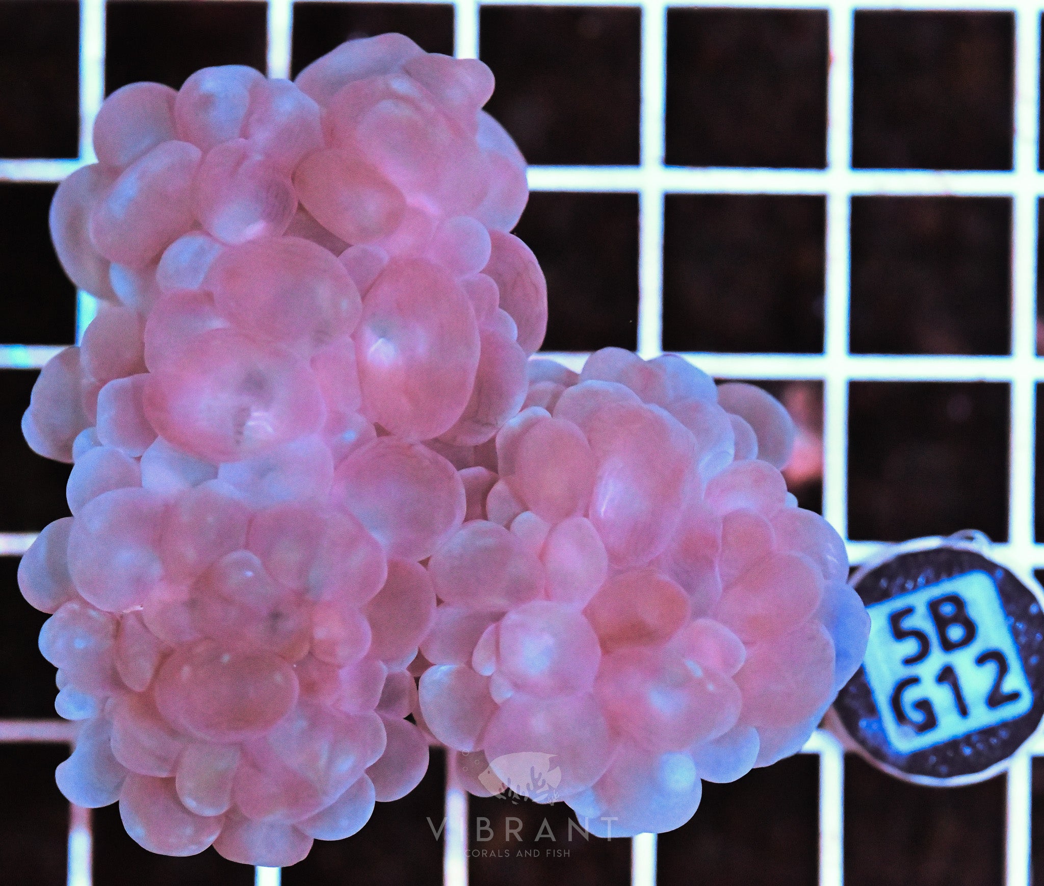 Bubble Coral AUS