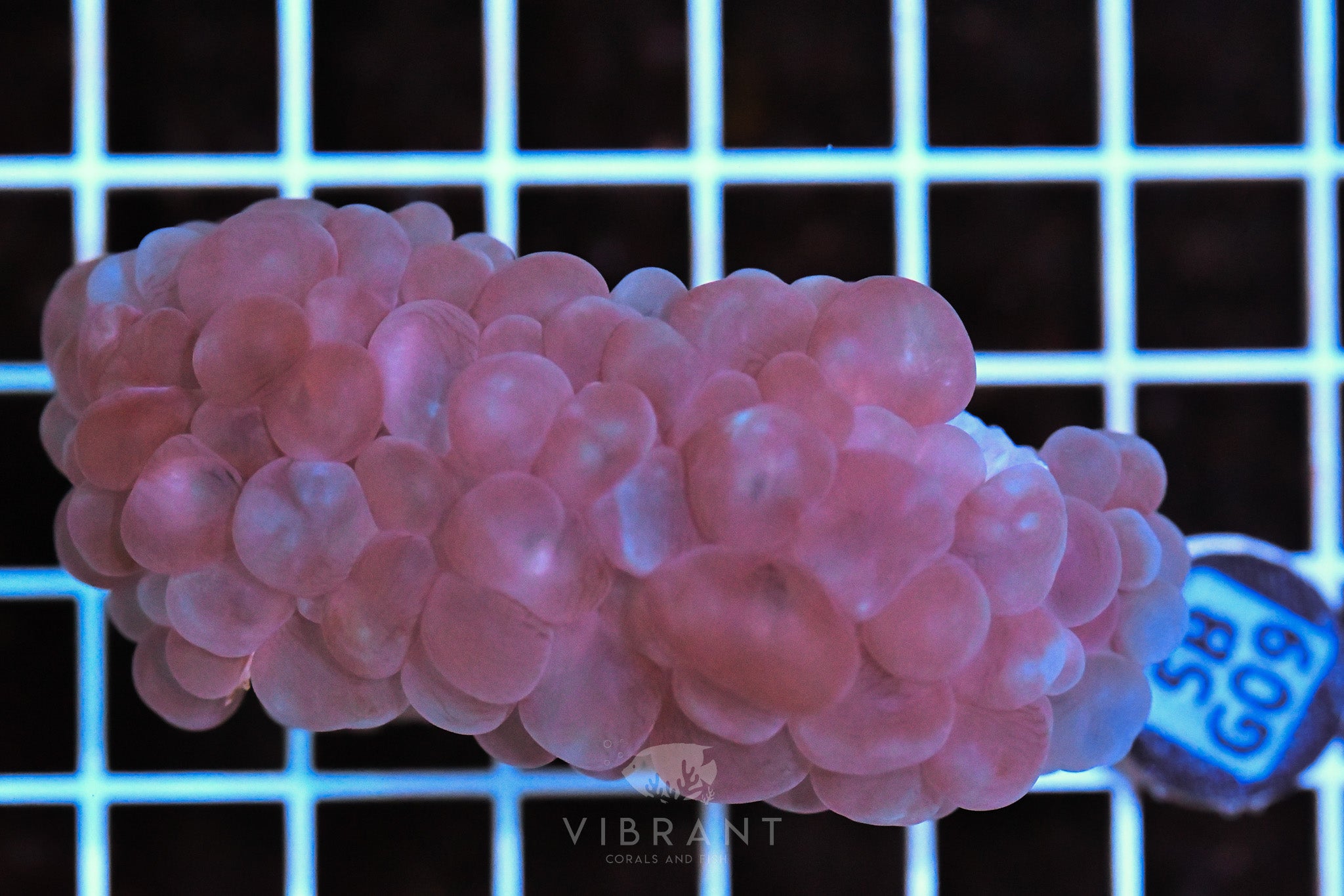Bubble Coral AUS