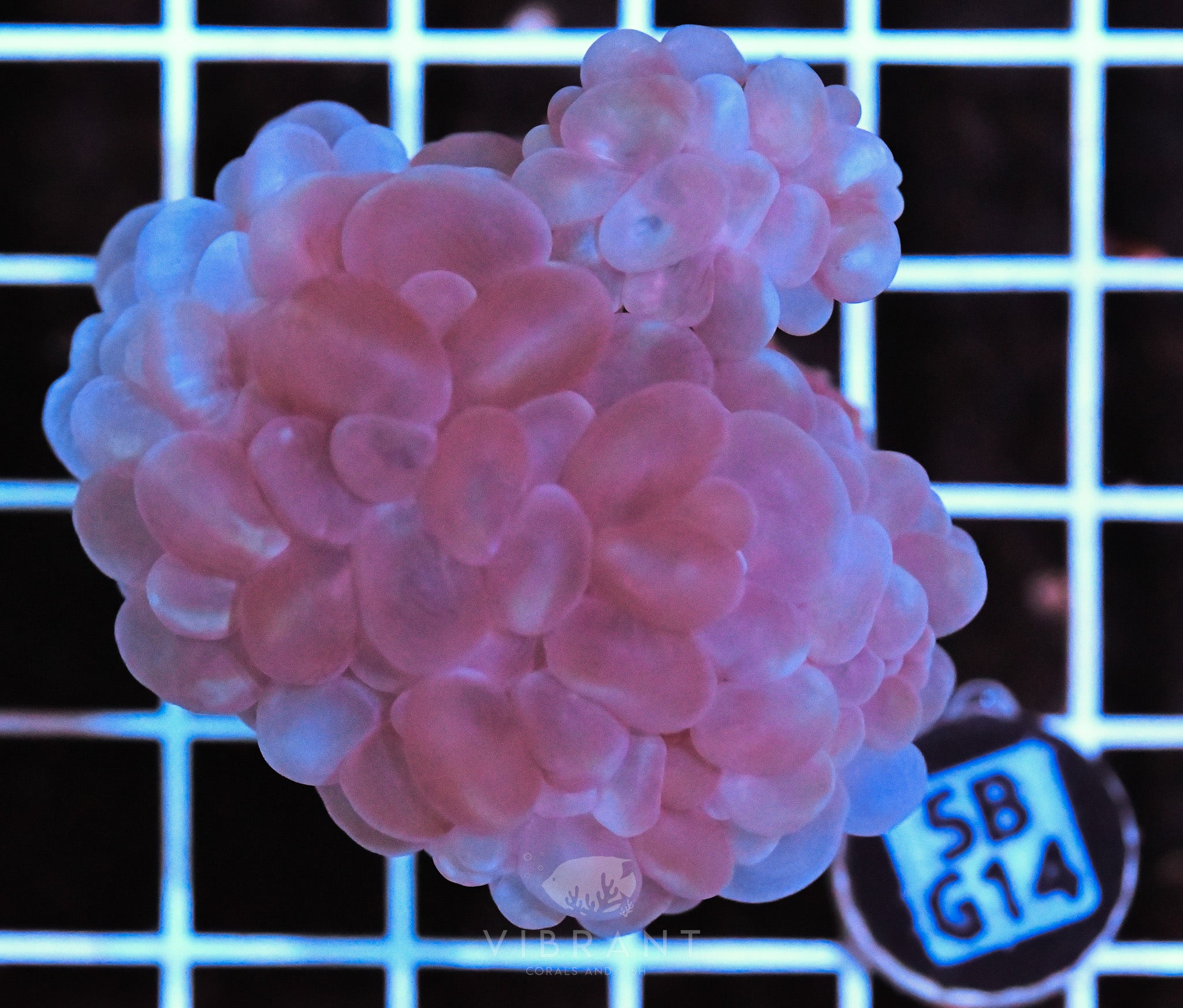 Bubble Coral AUS