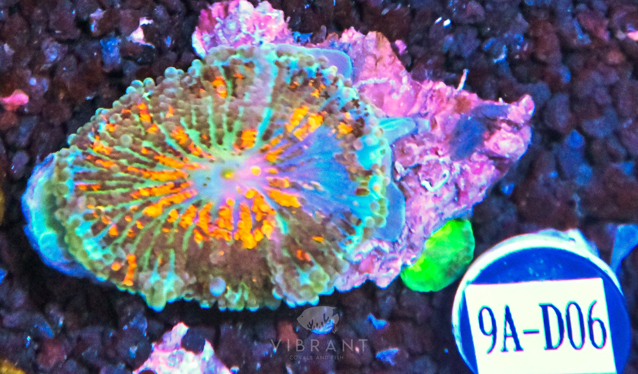 Mushroom Ultra SOL