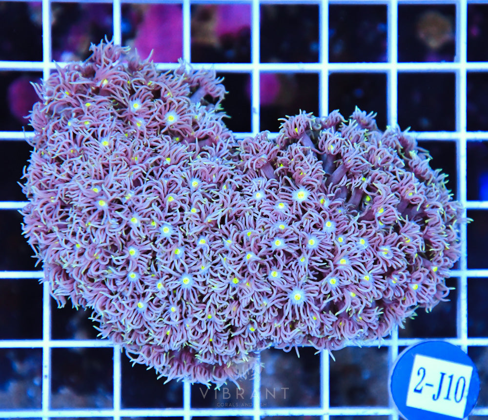 Goniopora AUS