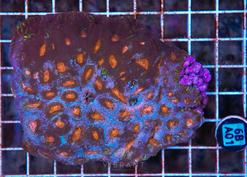 Acan Echinata Ultra AUS