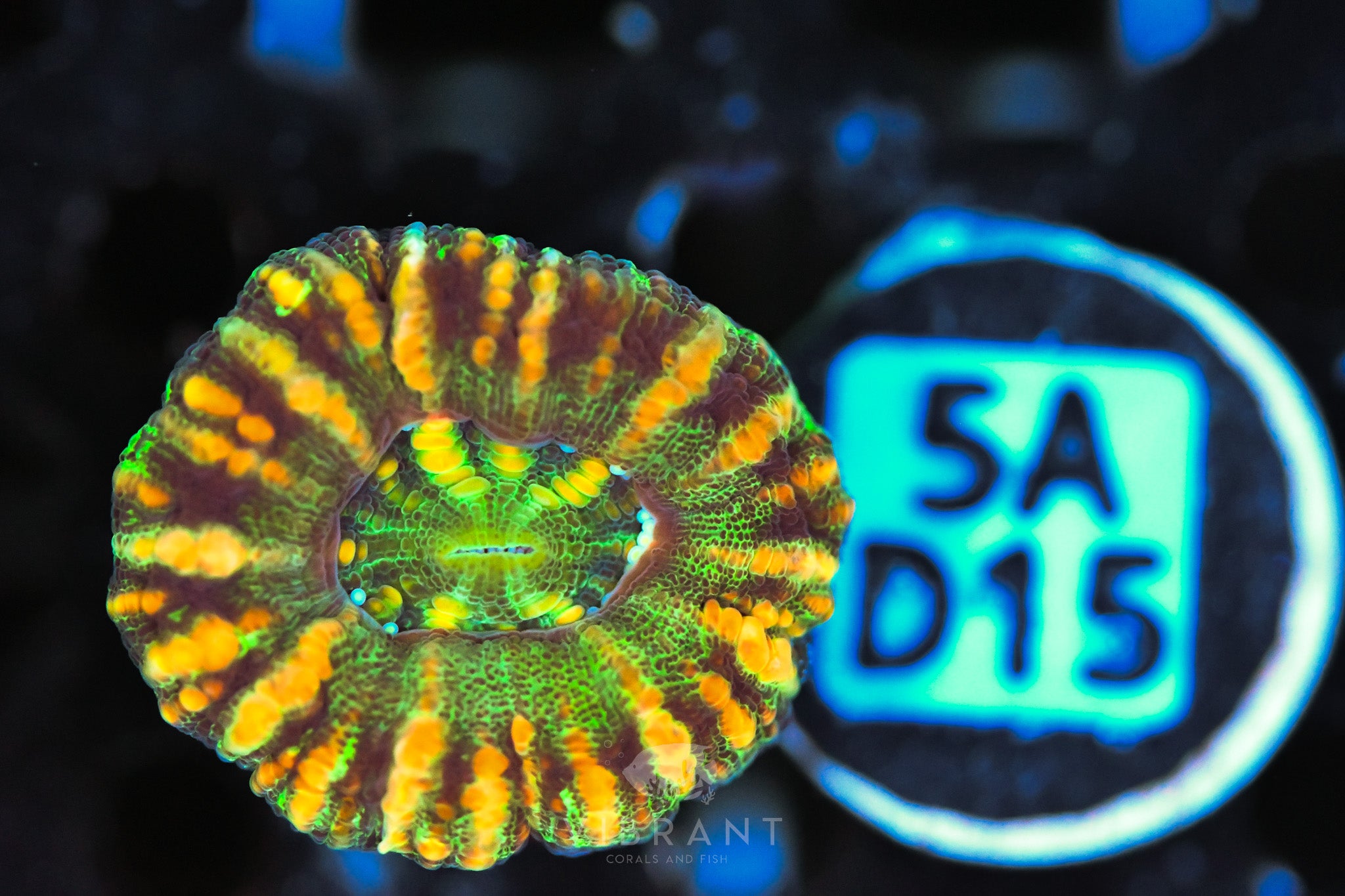 Scoly Nano WAUS