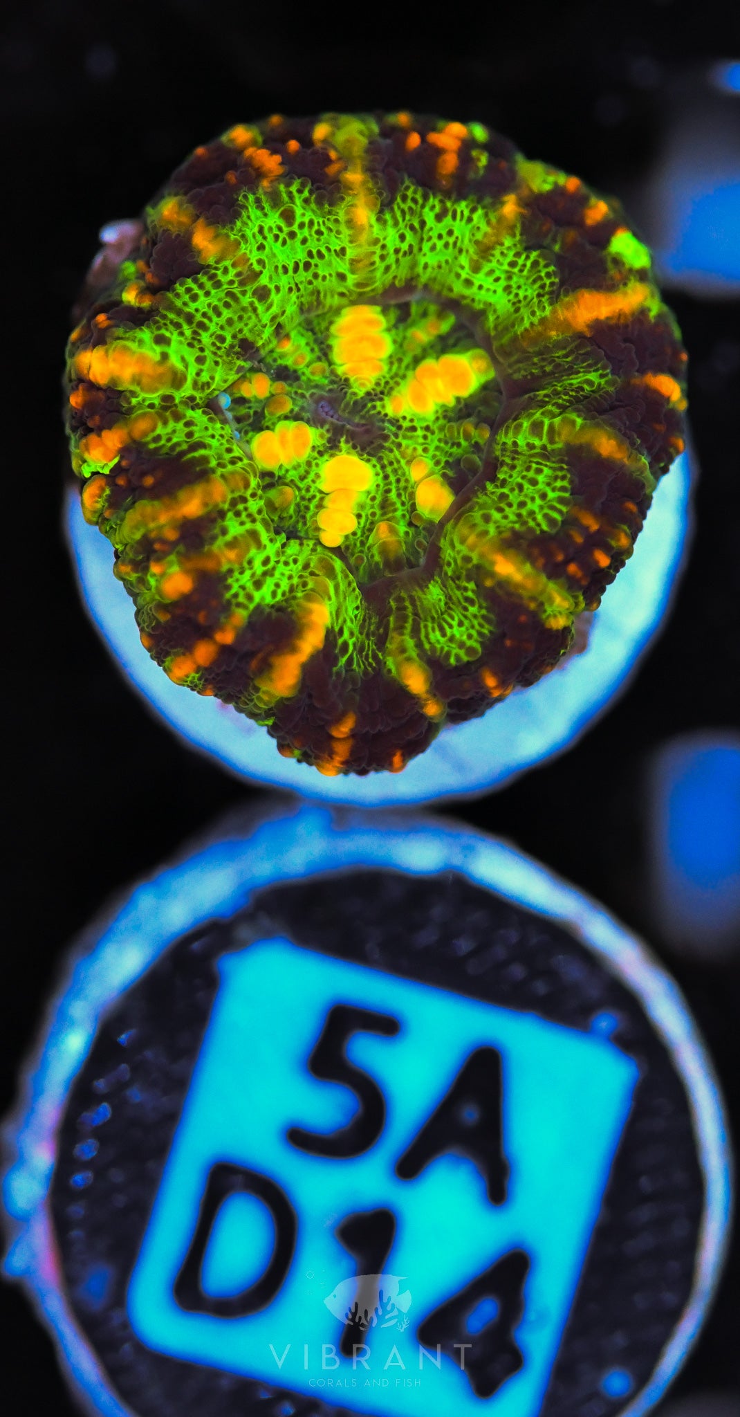 Scoly Nano WAUS