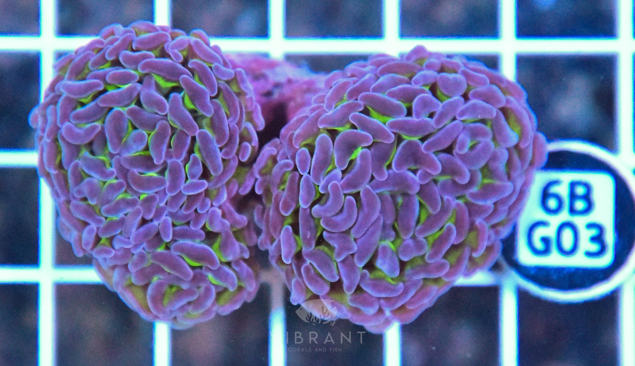 Hammer Branching AUS