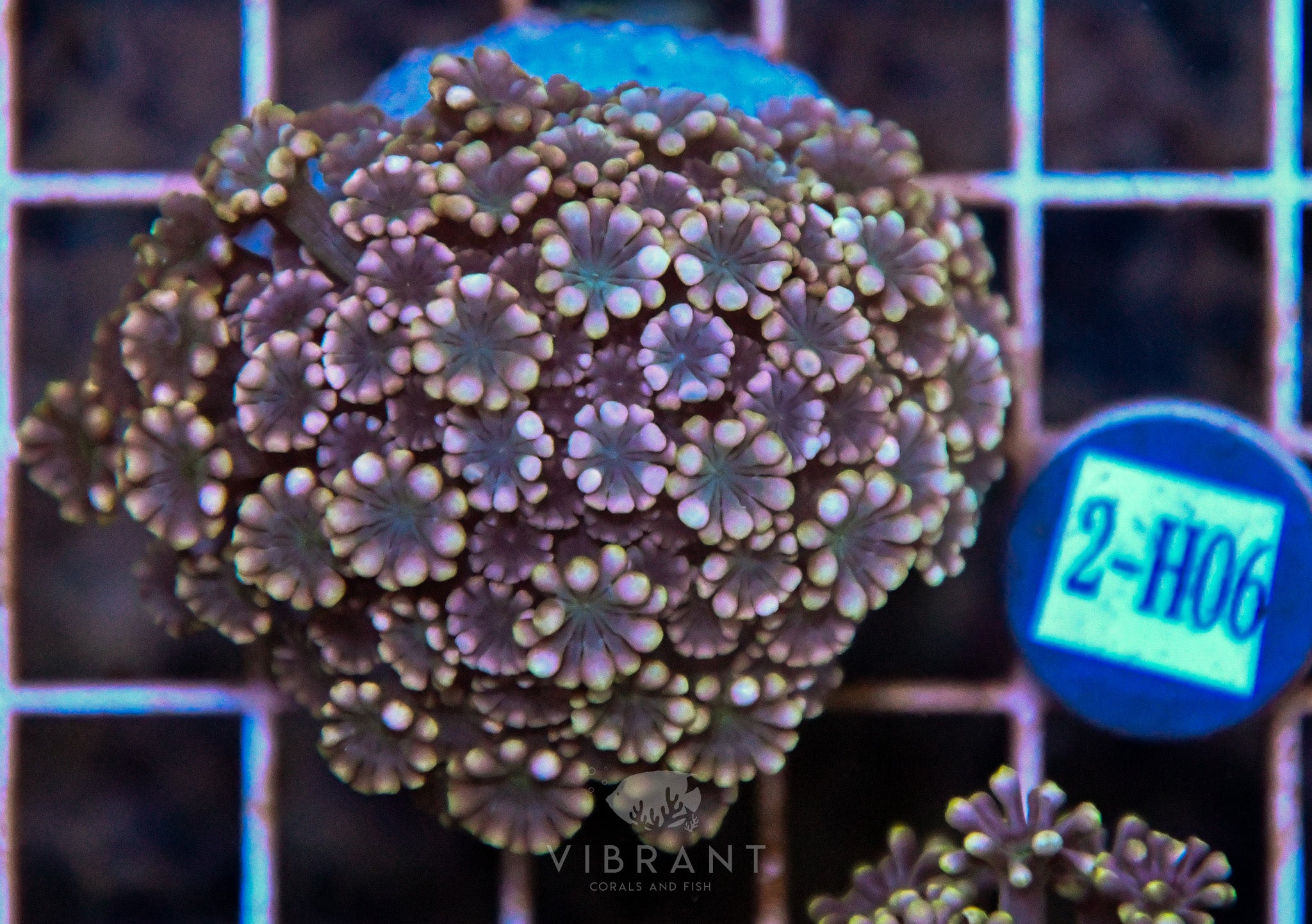 Alveopora Ultra INDO