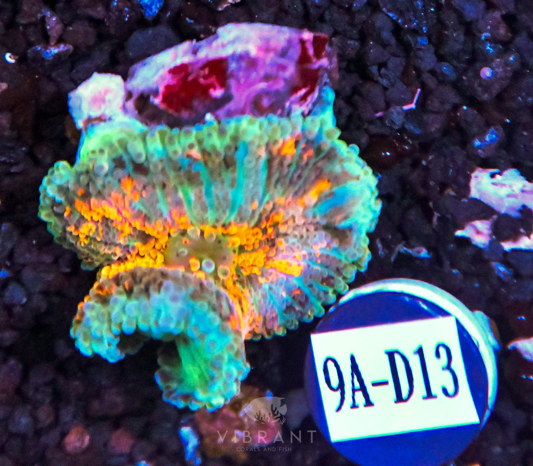 Mushroom Ultra SOL