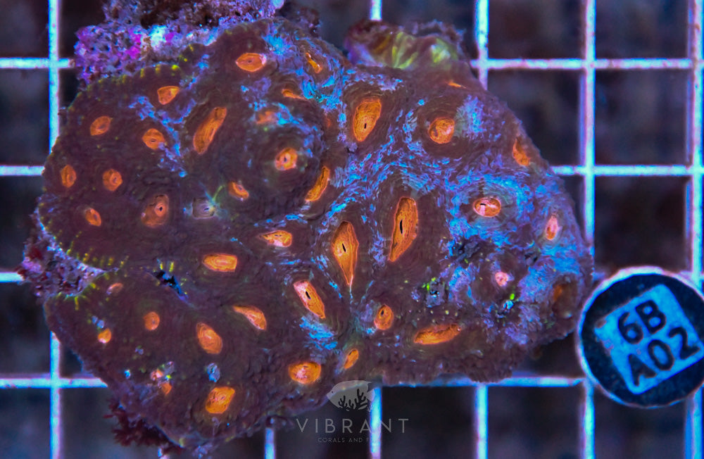 Acan Echinata Ultra AUS