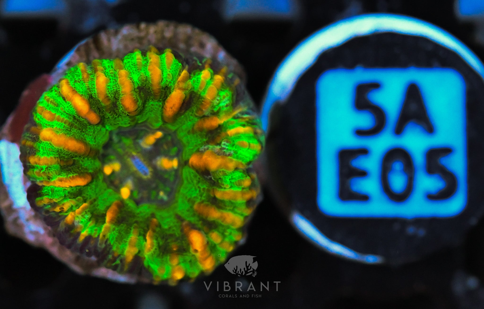Scoly Nano WAUS
