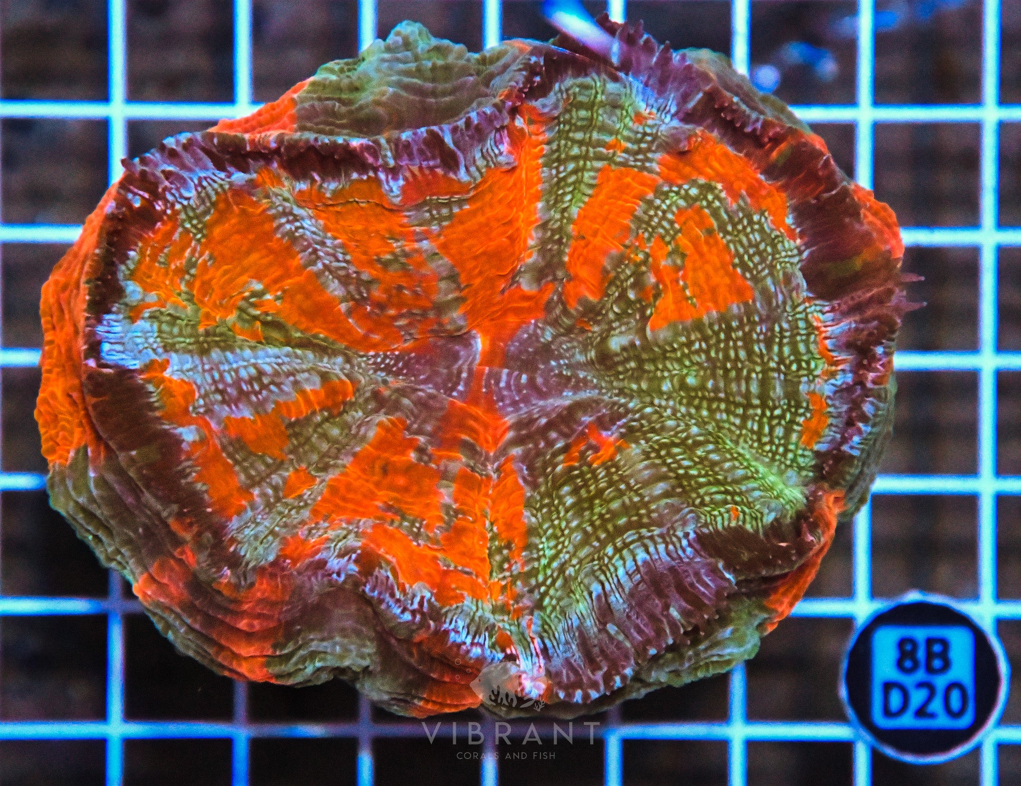 Acanthophyllia INDO W