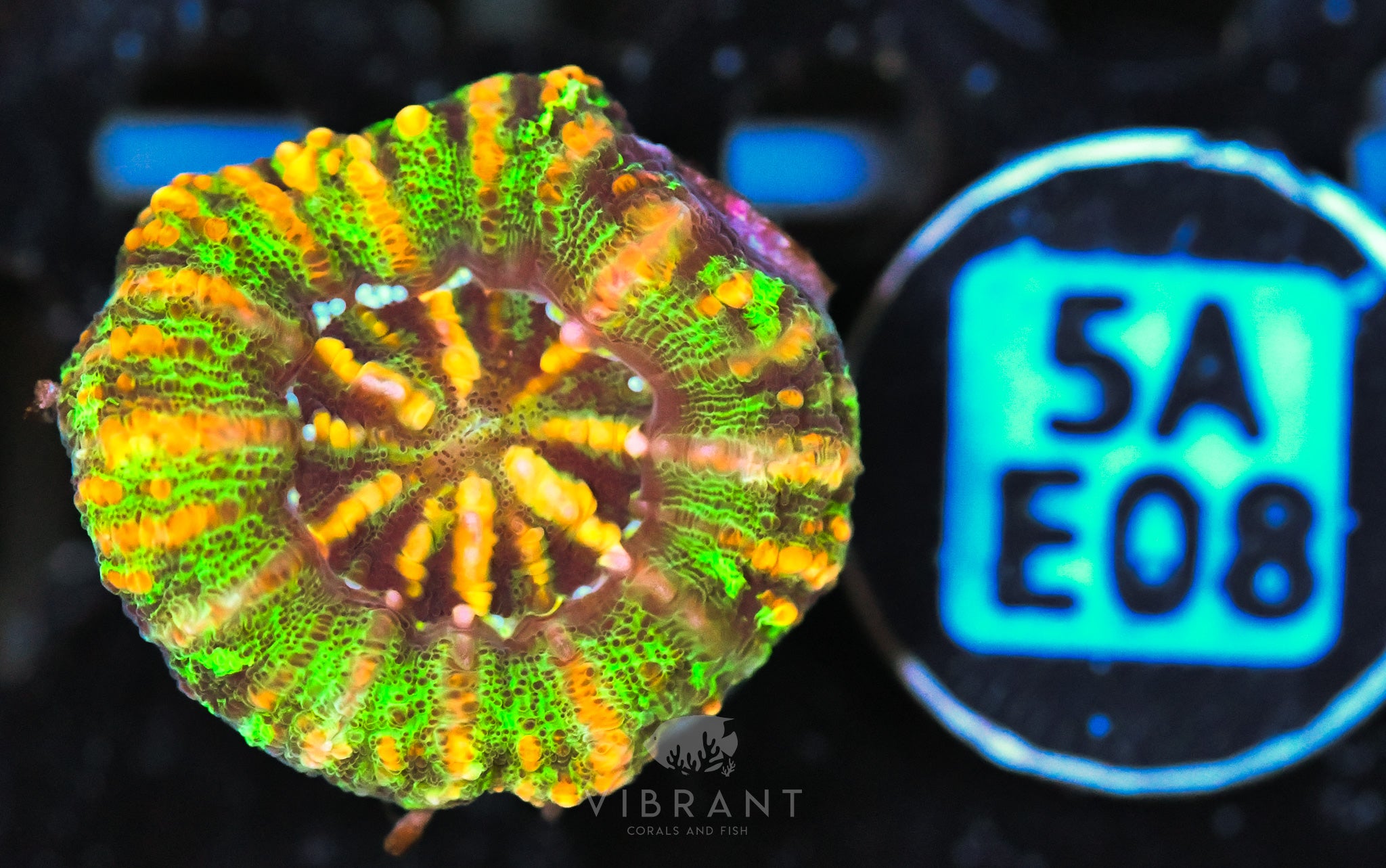 Scoly Nano WAUS