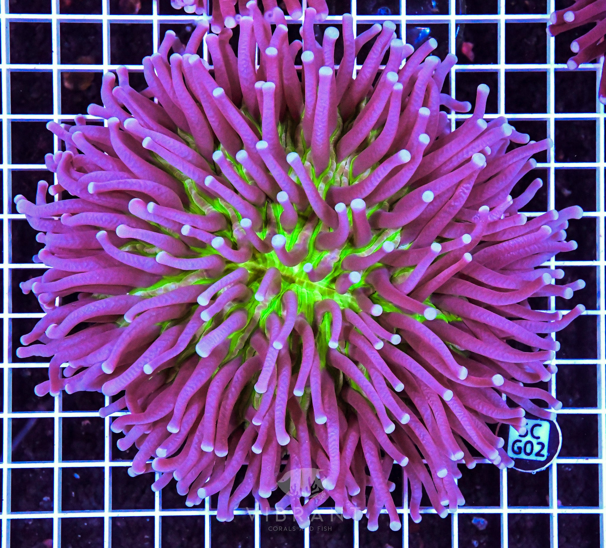 Heliofungia AUS