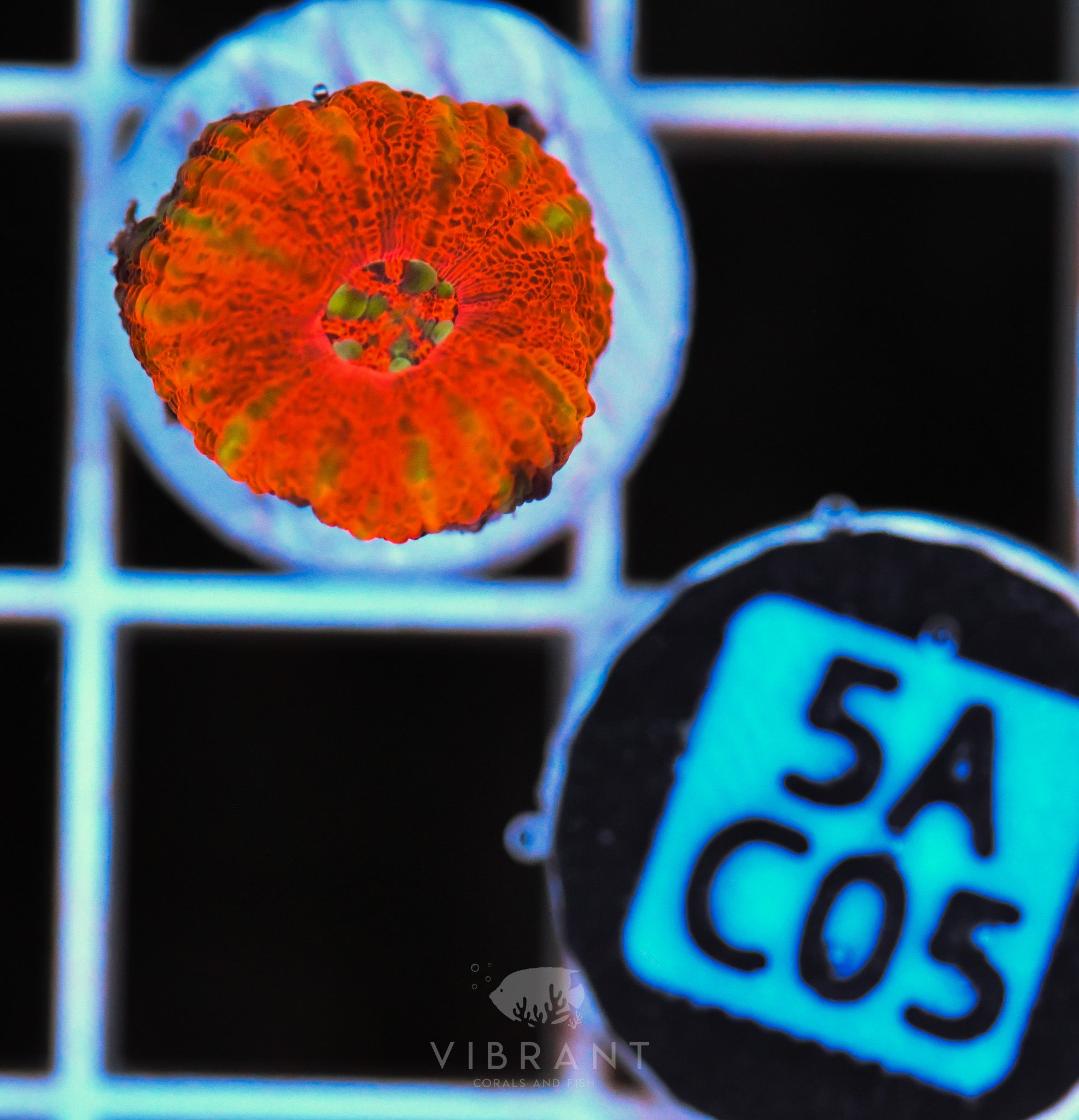 Scoly Nano WAUS