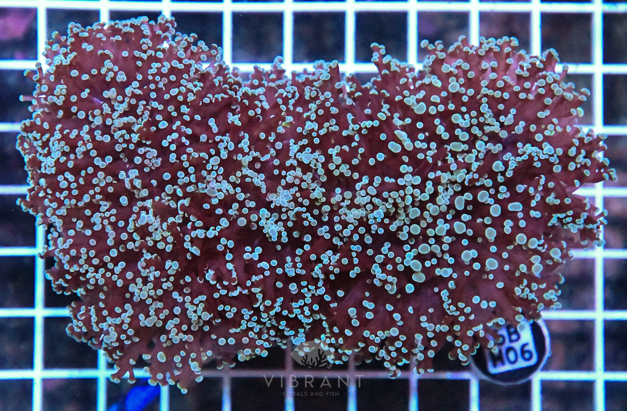 Frogspawn Wall AUS
