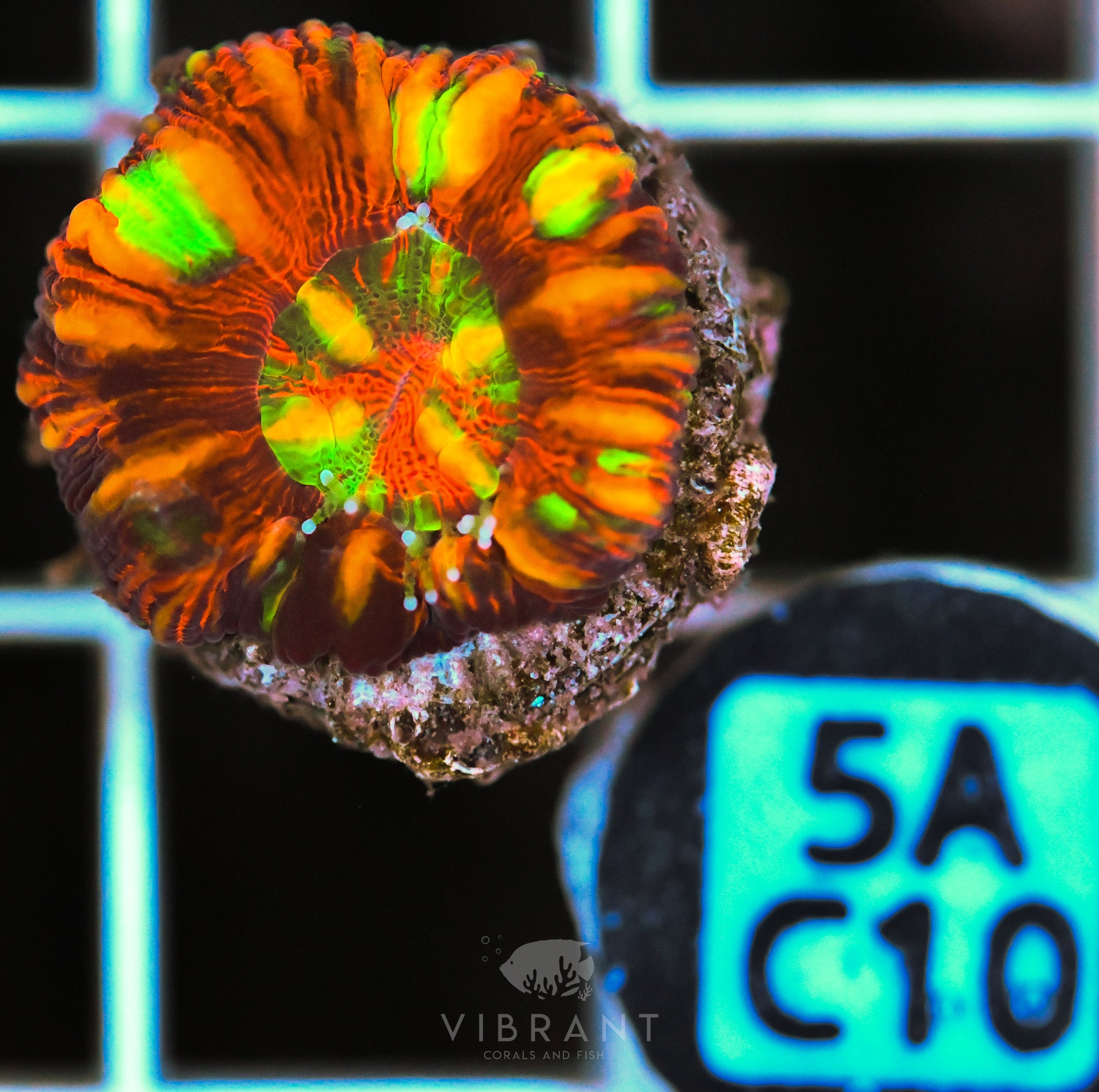 Scoly Nano WAUS