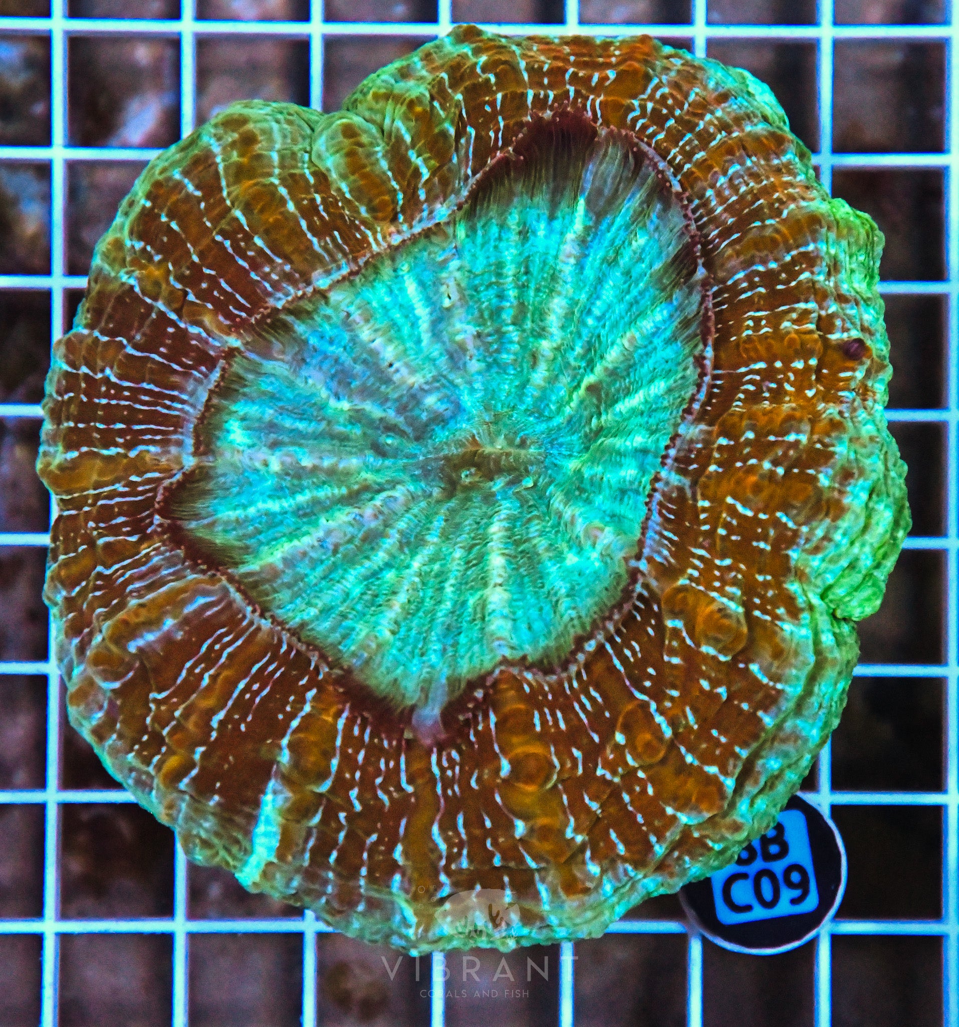 Acanthophyllia INDO W