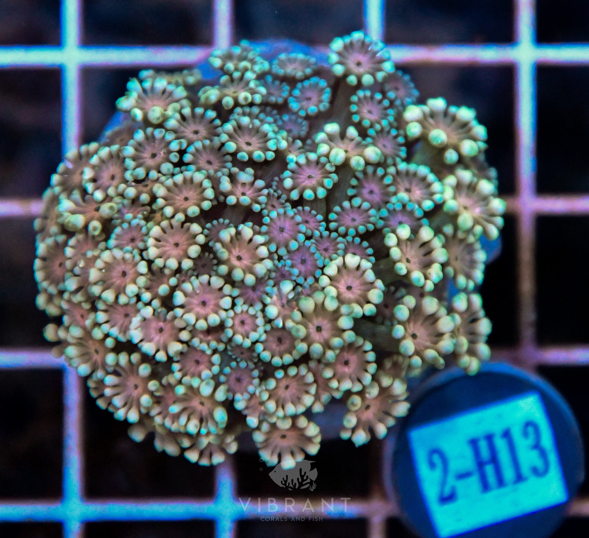 Alveopora Ultra INDO