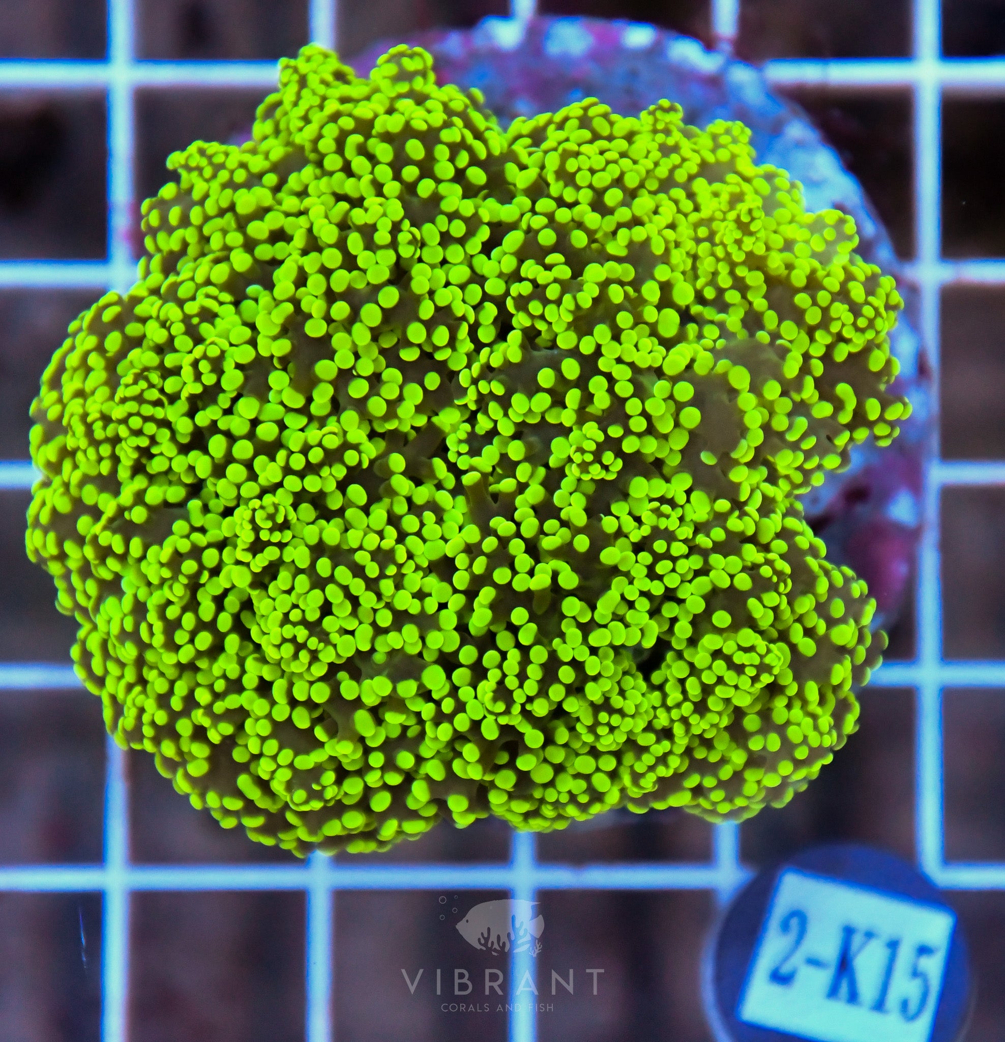 Yaeyamaensis Branching INDO