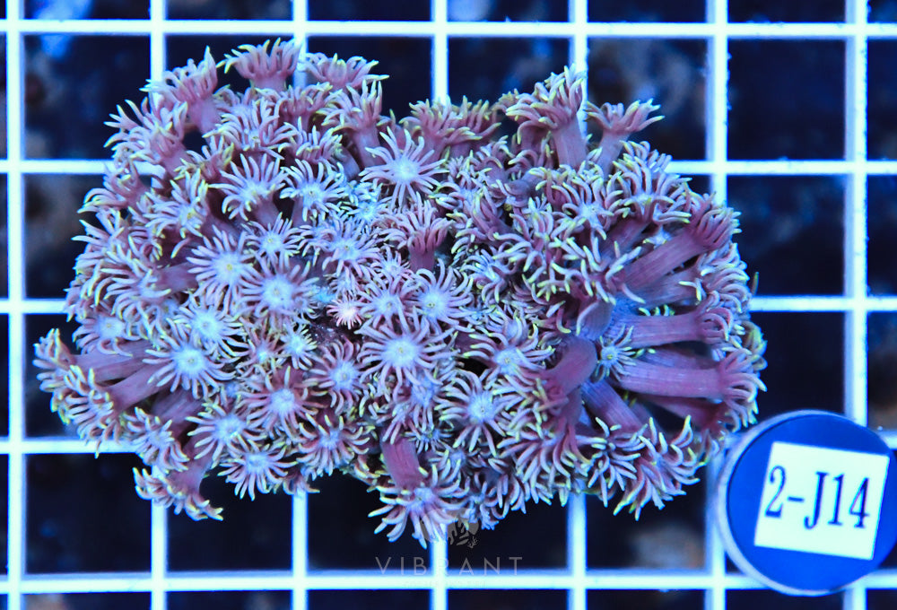 Goniopora AUS