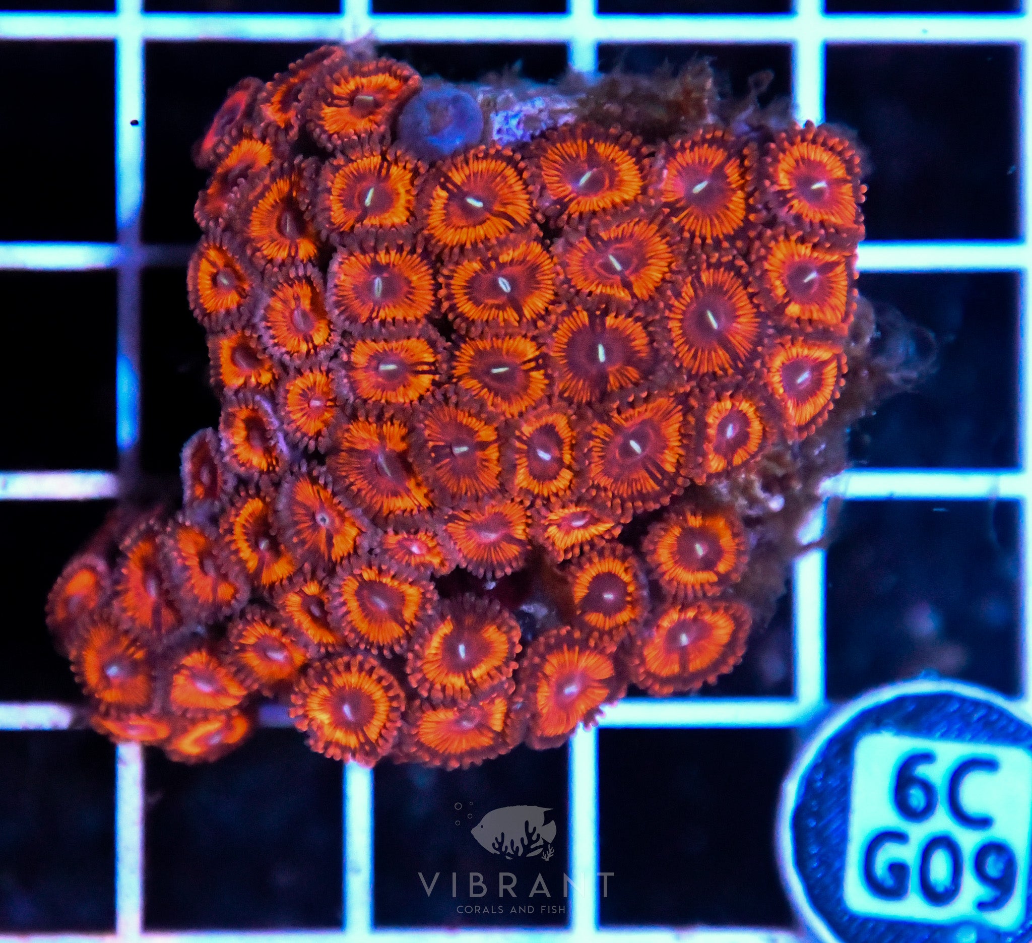 Zoa INDO W