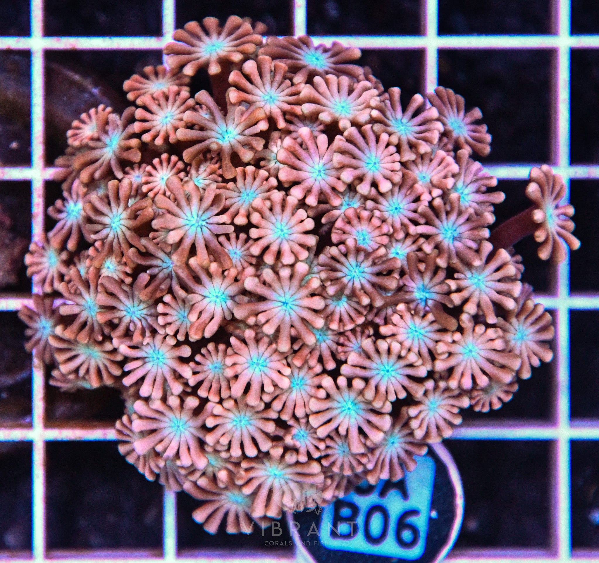Alveopora Utra AUS
