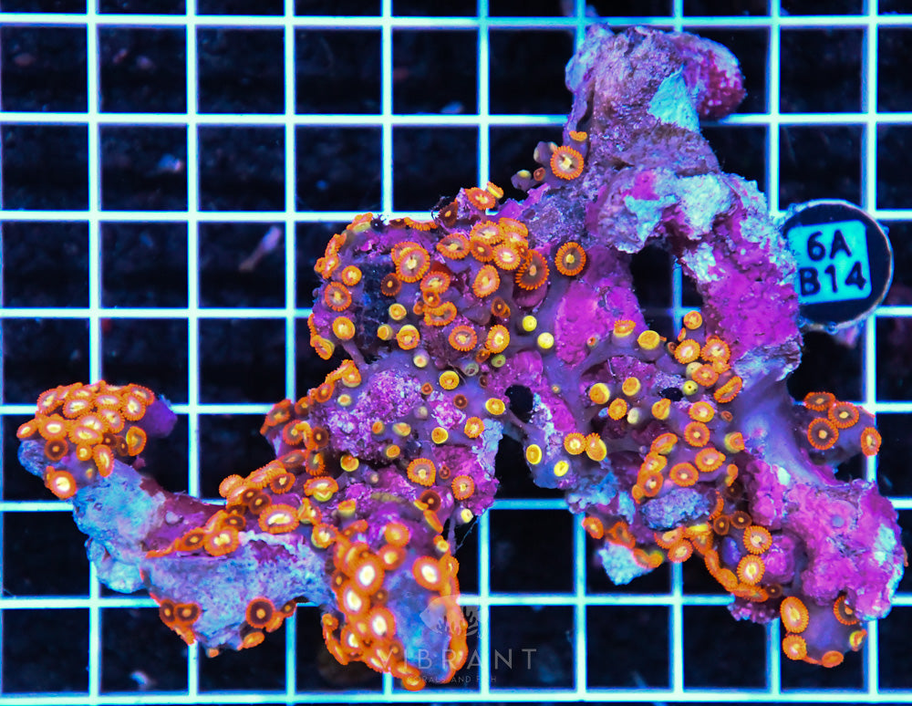 Zoa Ultra SOL