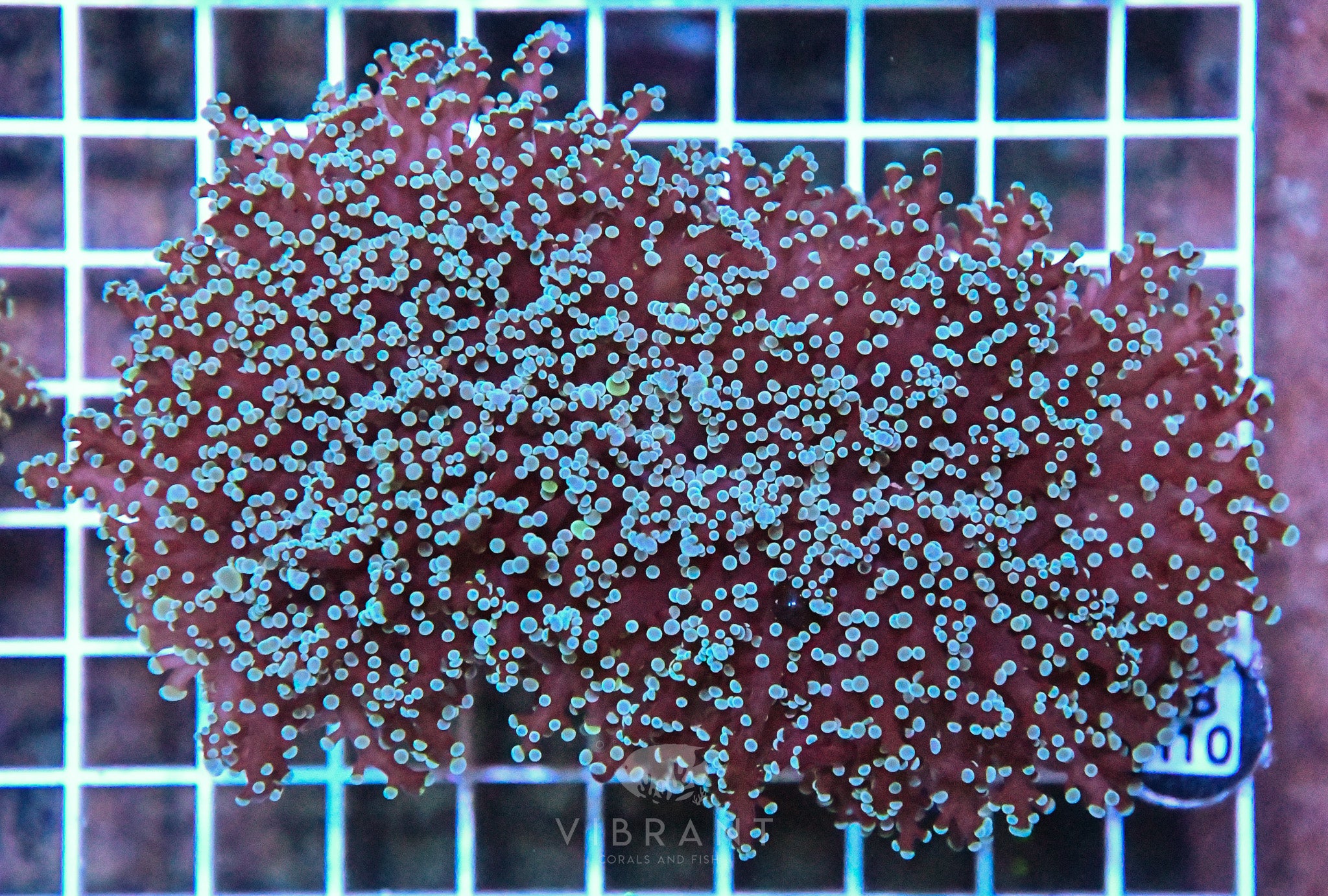 Frogspawn Wall AUS