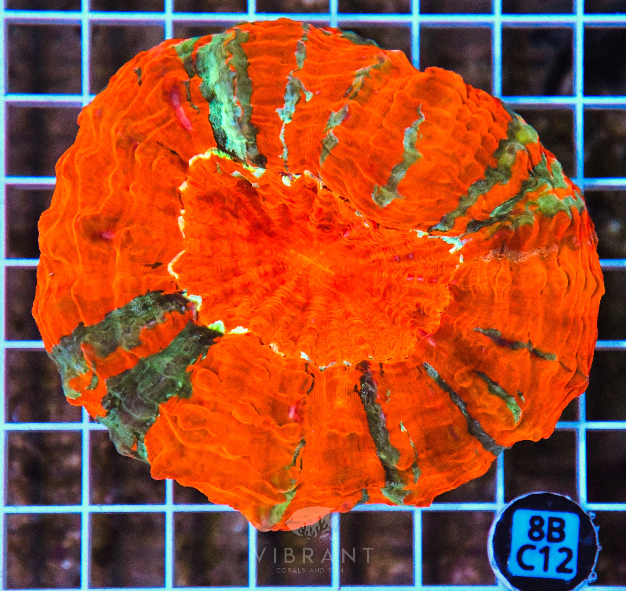 Acanthophyllia INDO W
