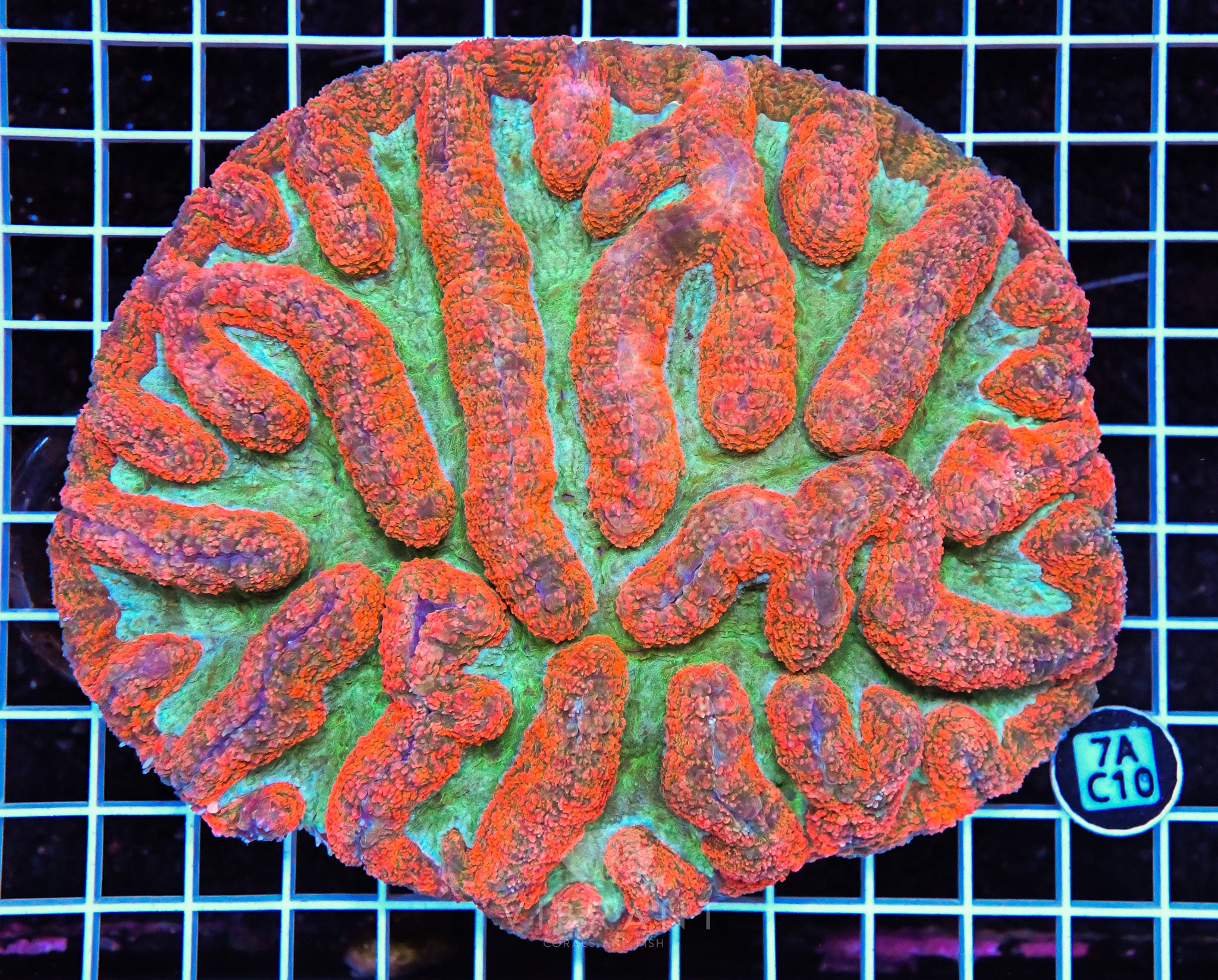 Symphyllia INDO W