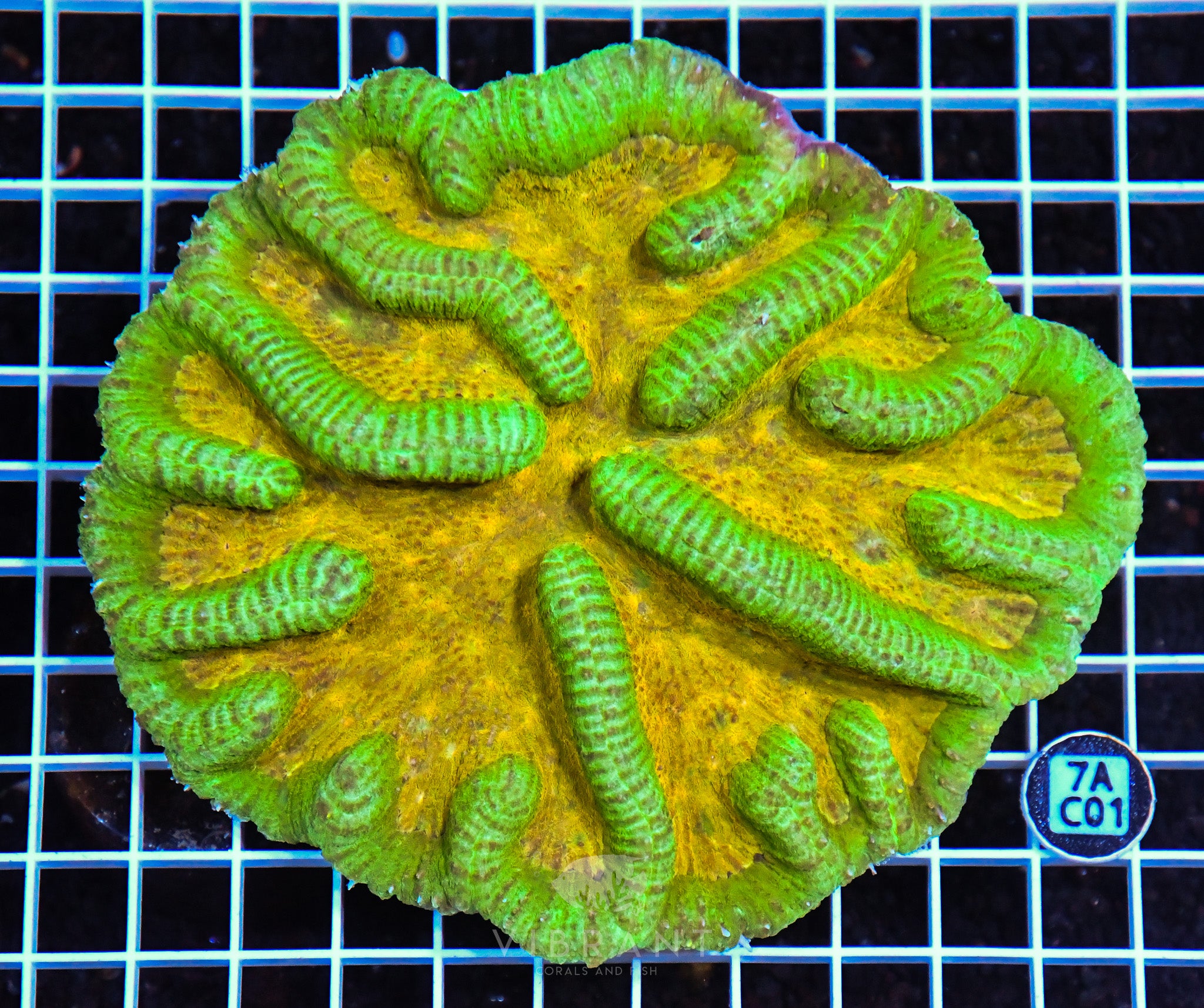 Symphyllia INDO W