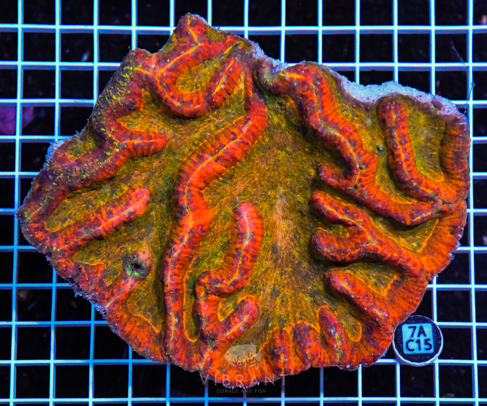 Symphyllia INDO W