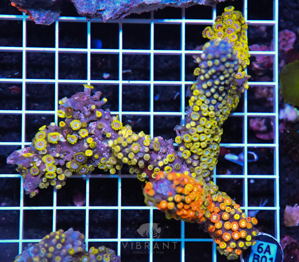 Zoa Ultra SOL