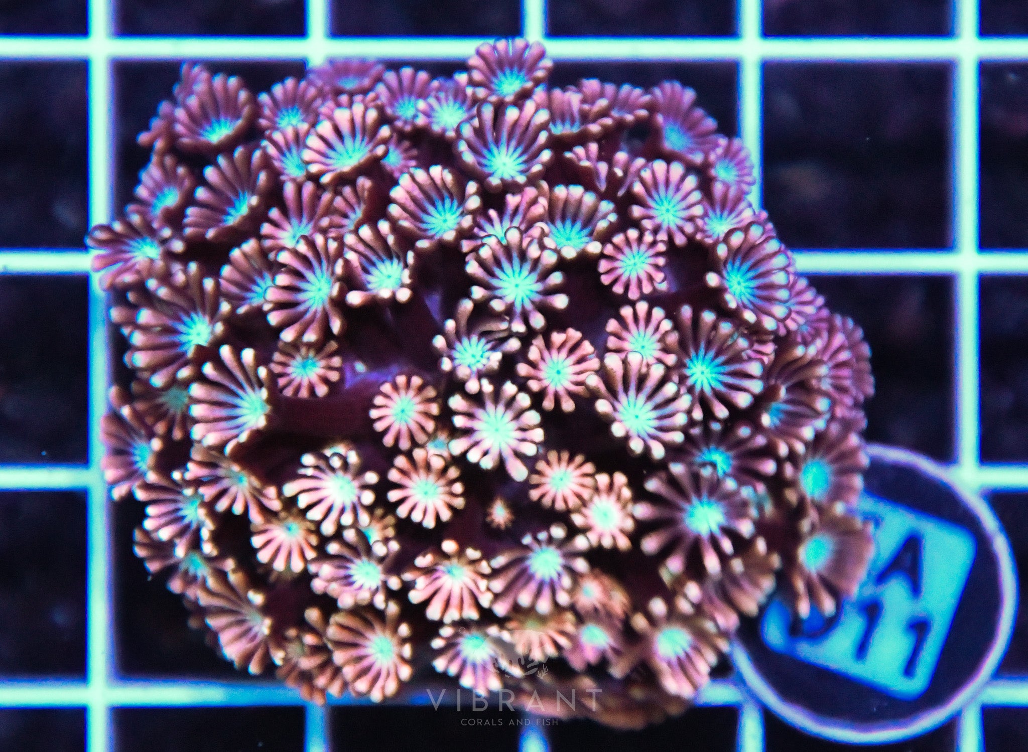 Alveopora AUS