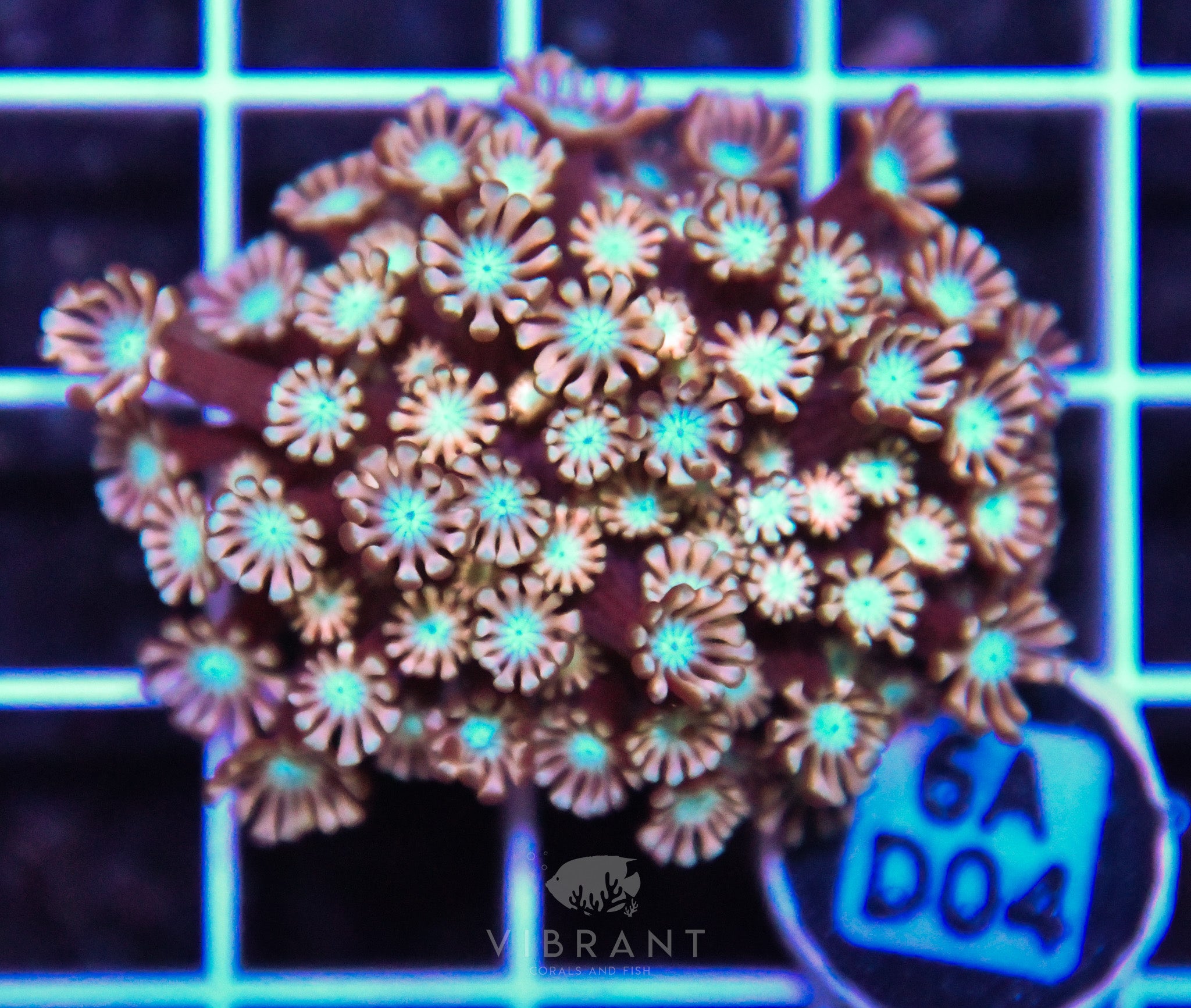 Alveopora AUS