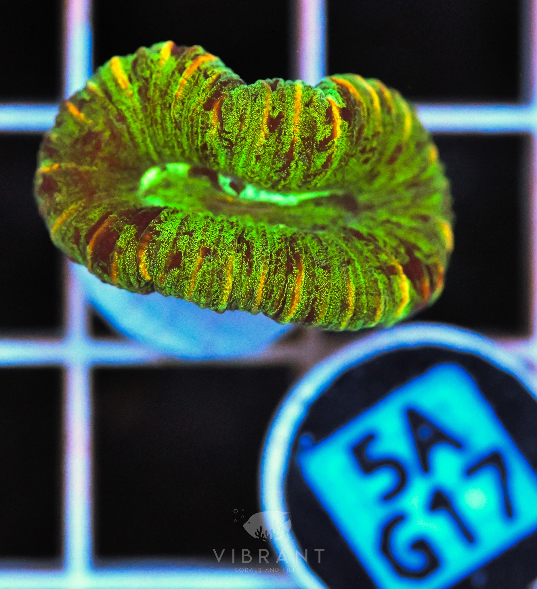 Trachy WAUS
