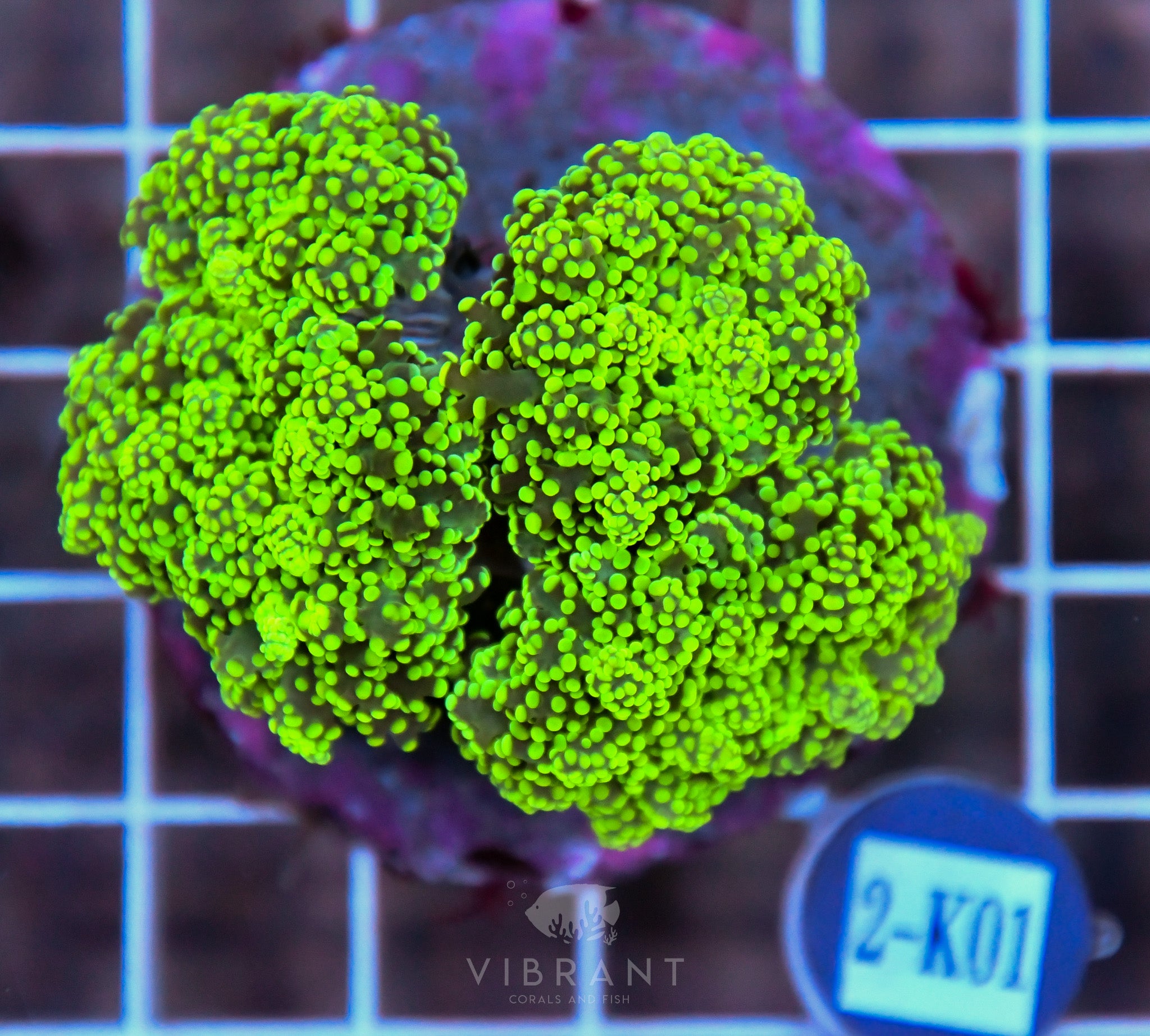 Yaeyamaensis Branching INDO