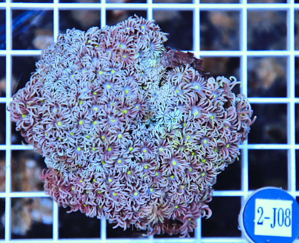 Goniopora AUS