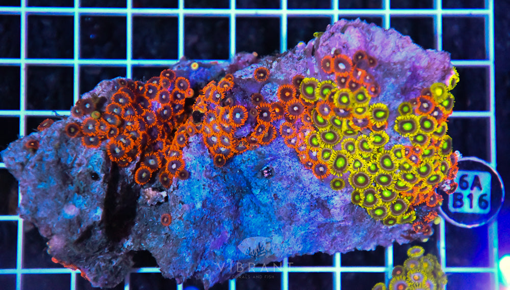 Zoa Ultra SOL