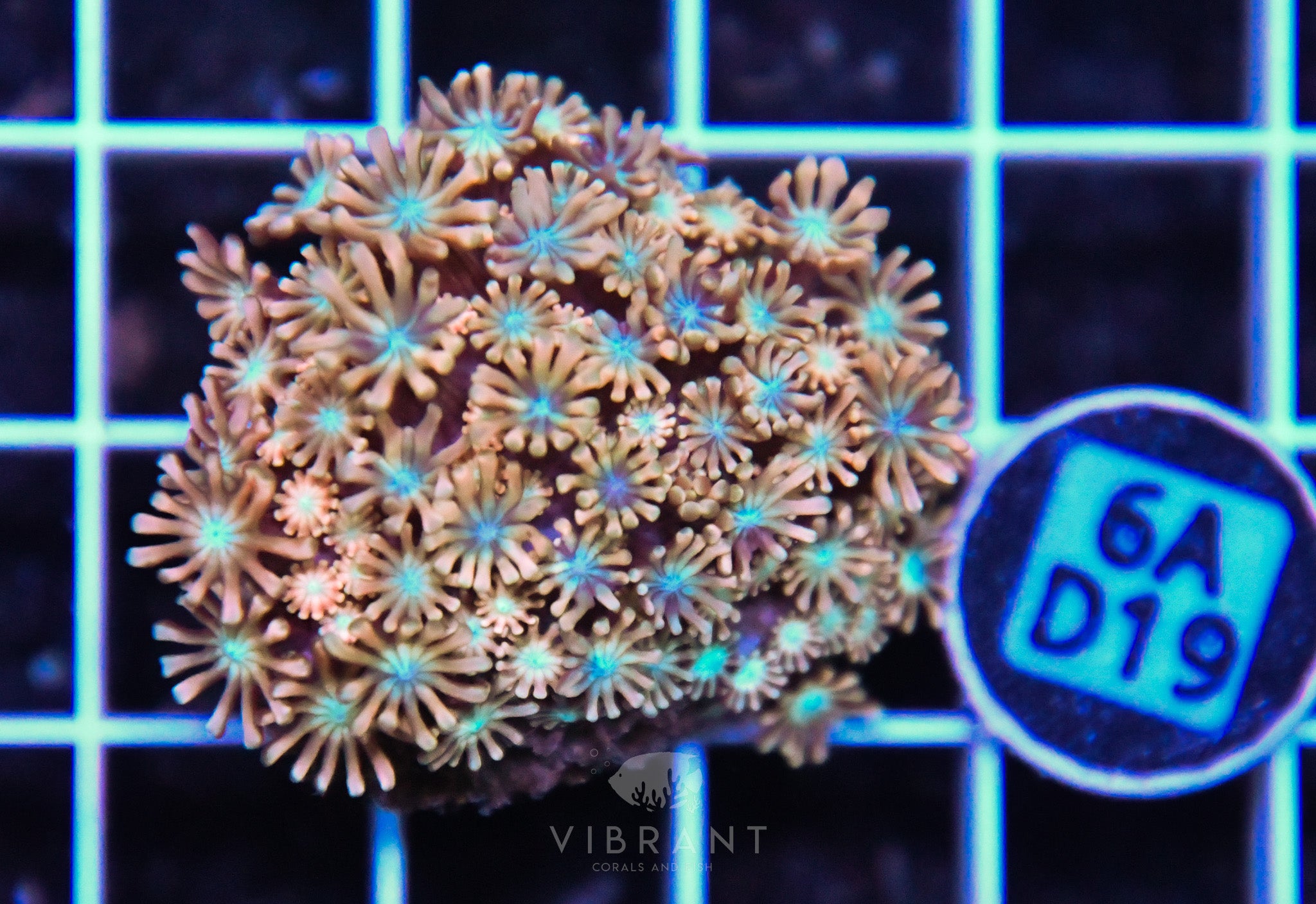 Alveopora AUS